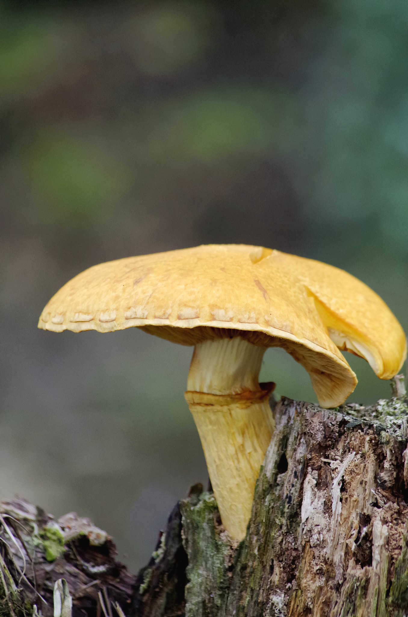 HD Pentax DA 55-300mm F4.0-5.8 ED WR sample photo. Mushroom ii photography