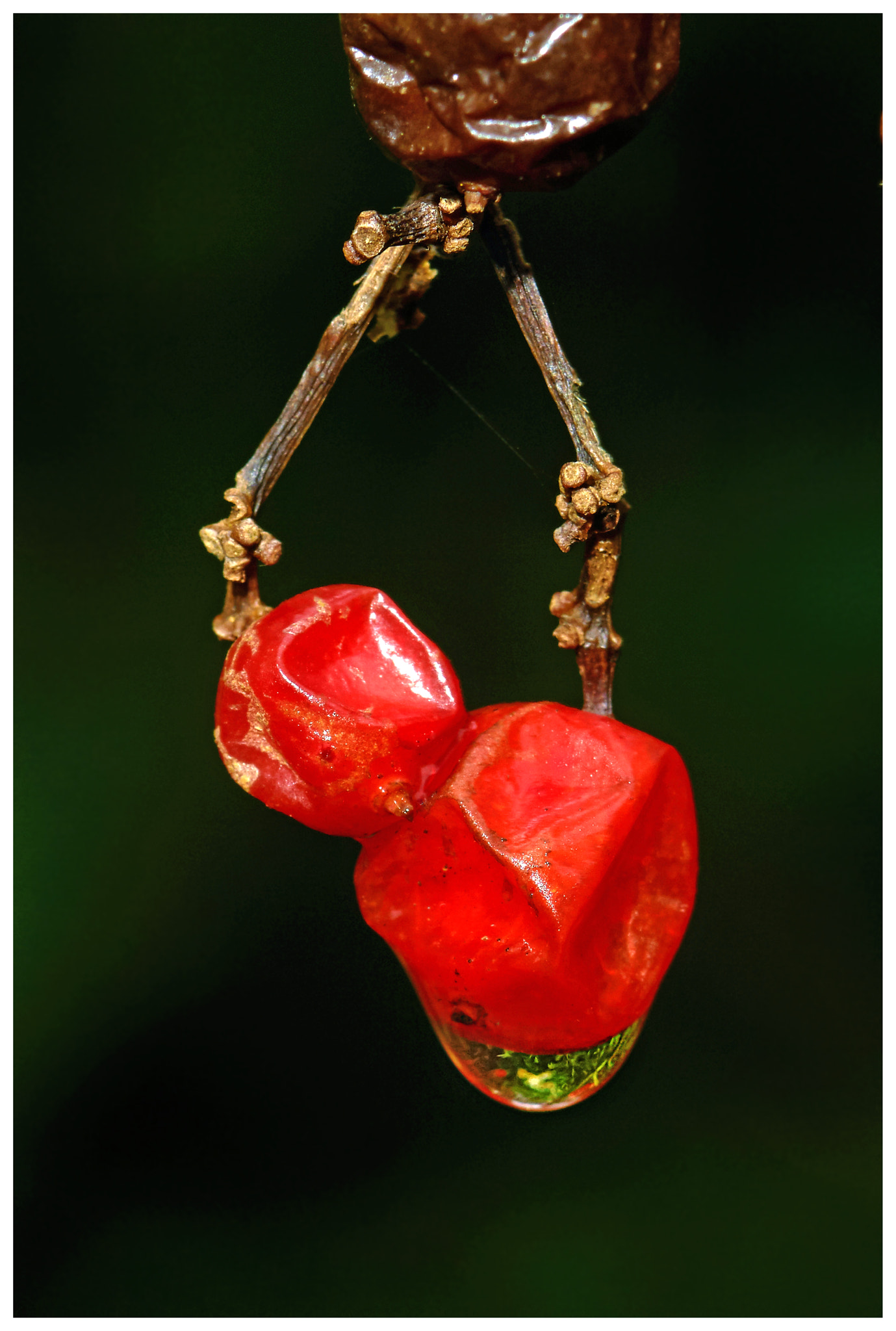 147mm F4 sample photo. Autumn berries. photography