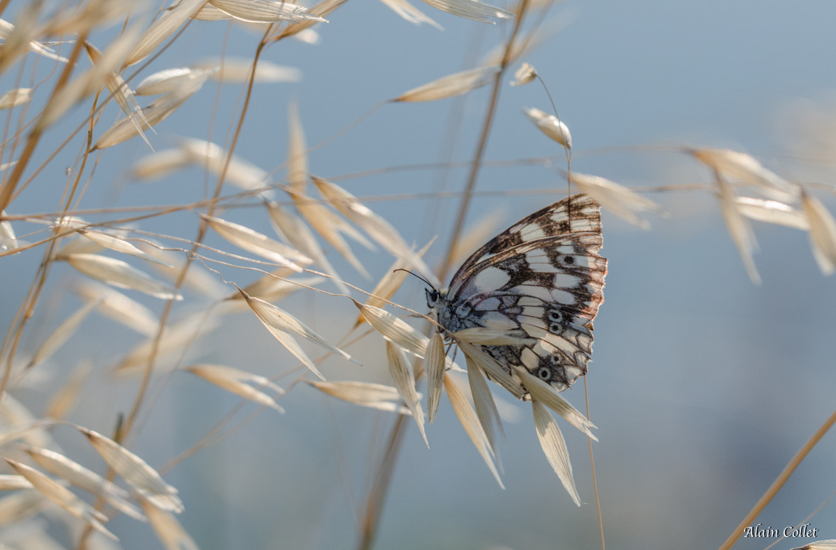 Nikon D7000 + Sigma 150mm F2.8 EX DG OS Macro HSM sample photo. Papillon demi-deuil photography