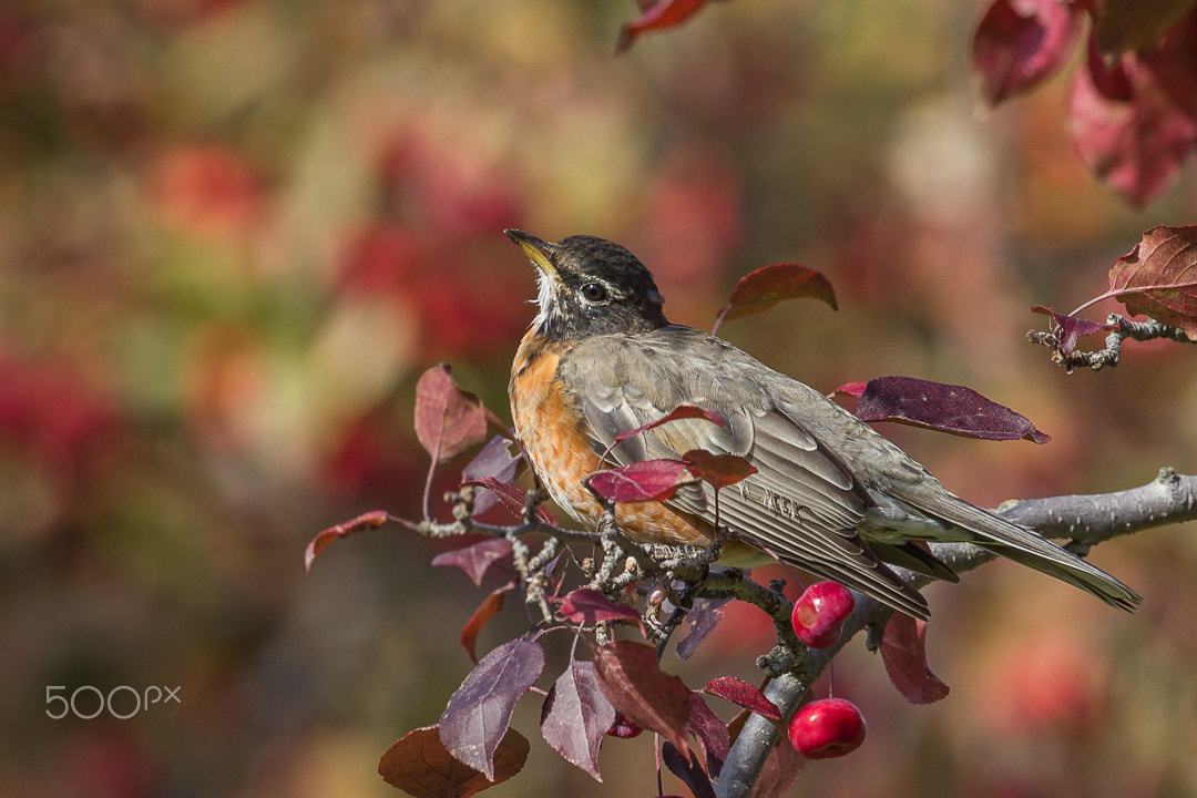 Canon EF 500mm F4L IS USM sample photo. Robin resting photography