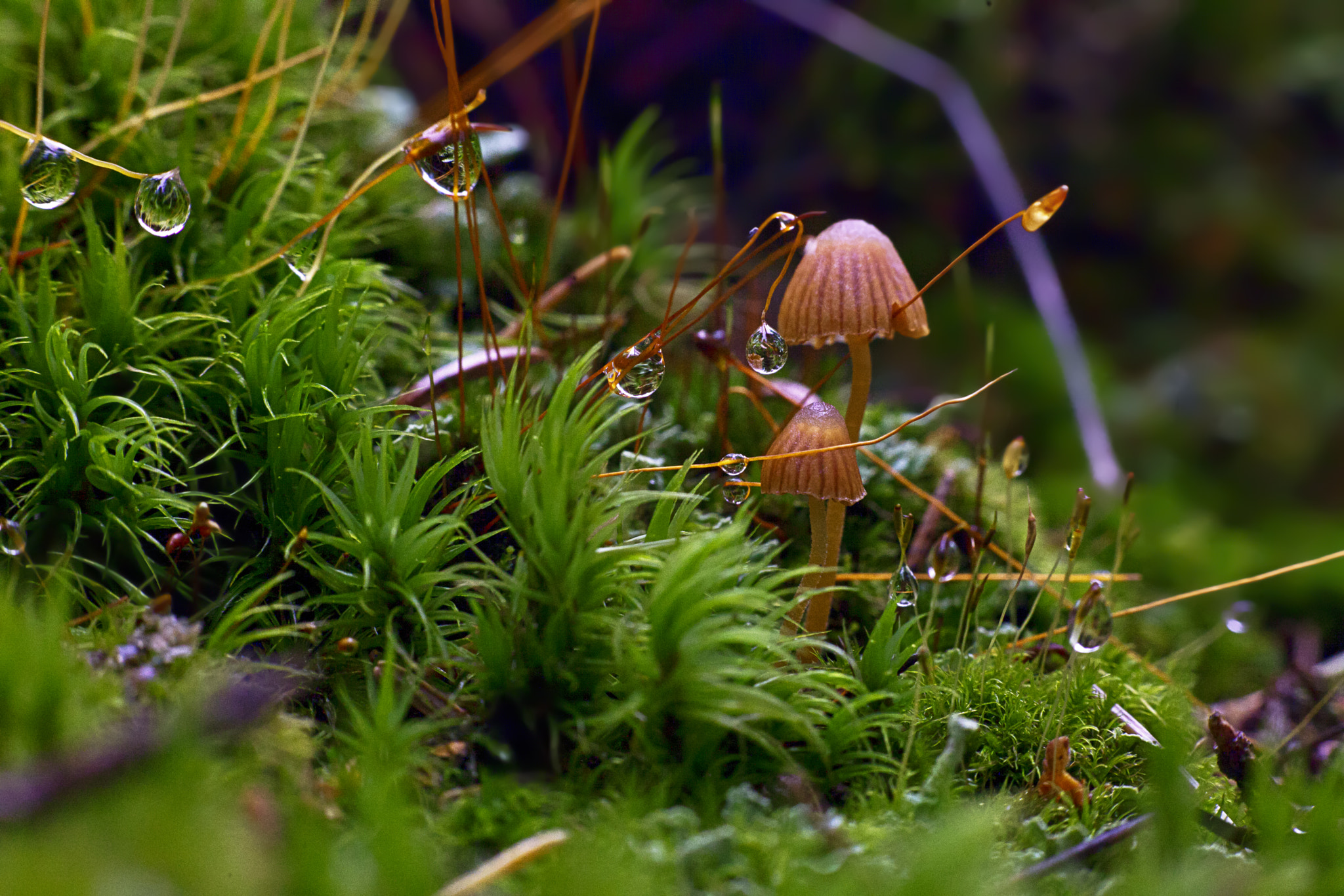 Canon EF 28-80mm f/3.5-5.6 sample photo. Mashrooms photography