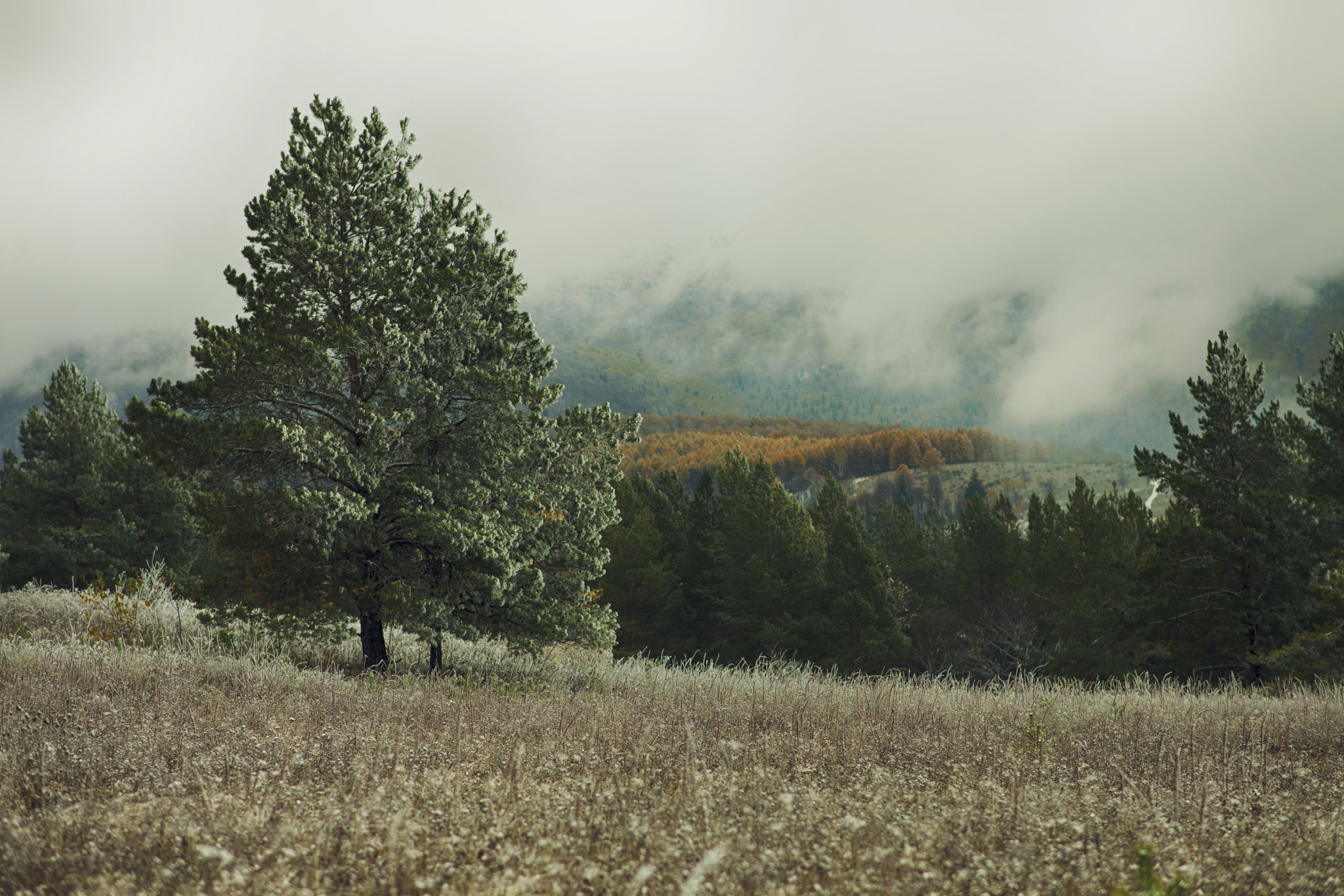 Canon EF 28-80mm f/3.5-5.6 sample photo. Аutumn frost photography