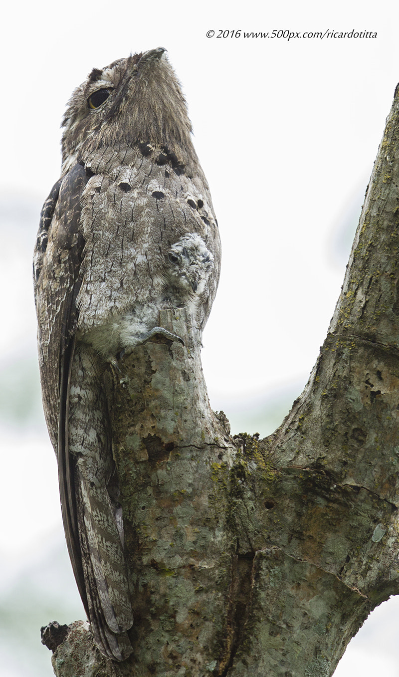 Canon EF 400mm F2.8L IS USM sample photo. Urutal-valeu a espera, agora  com seu filhote photography