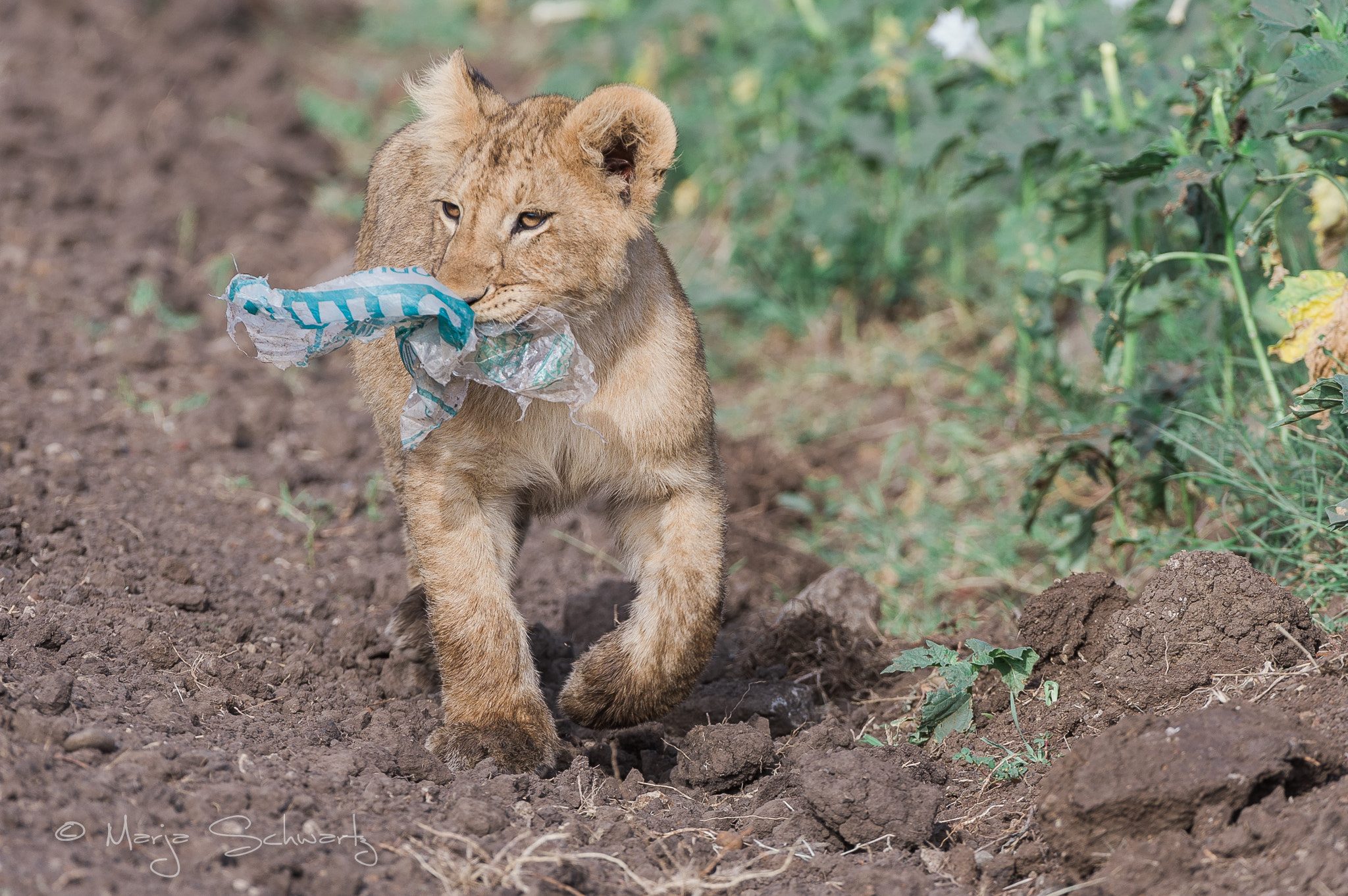 Nikon D3S sample photo. Environmental issue masai mara photography