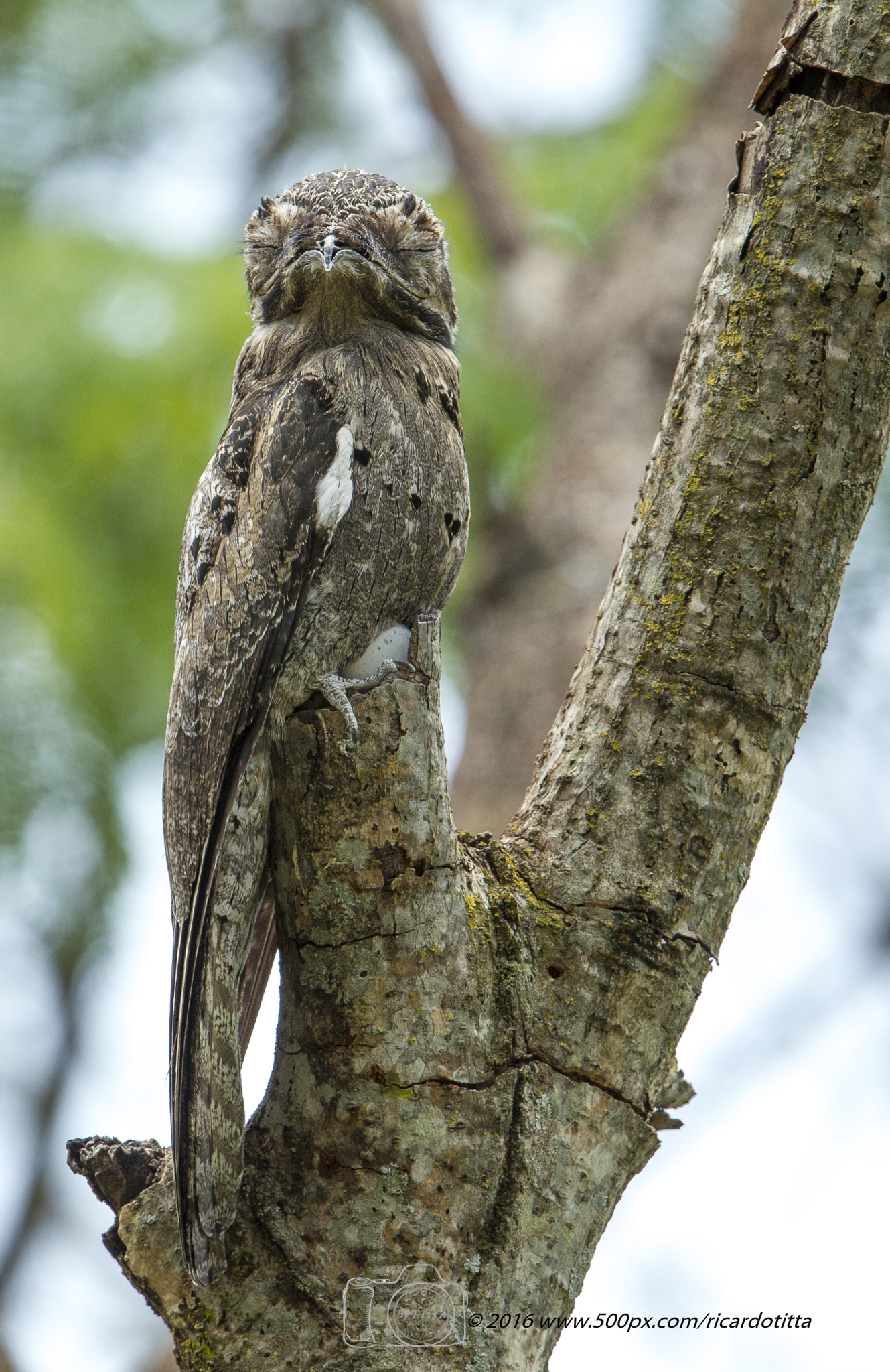 Canon EF 400mm F2.8L IS USM sample photo. Urutal- cliquei com seu  ovo. photography