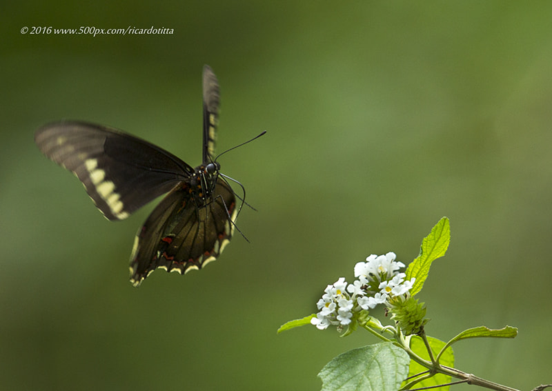 Canon EF 400mm F2.8L IS USM sample photo. Ad photography