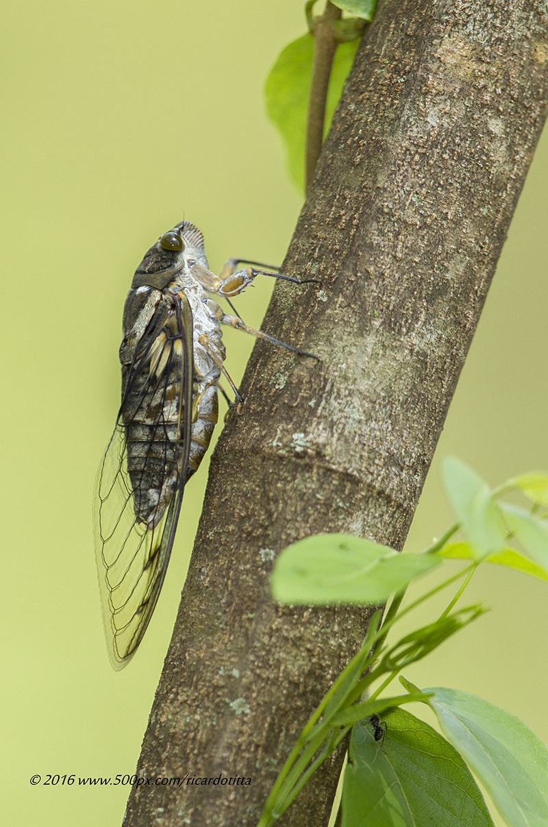 Canon EF 400mm F2.8L IS USM sample photo. Ad photography