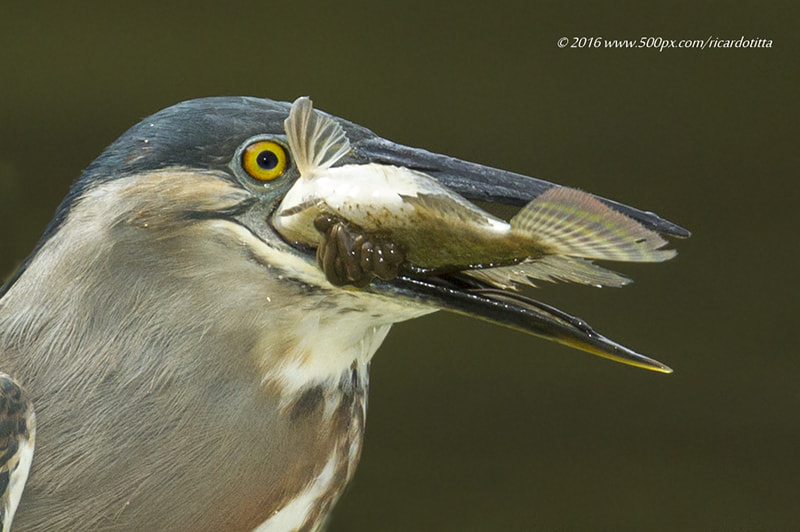 Canon EF 400mm F2.8L IS USM sample photo. Savacu photography