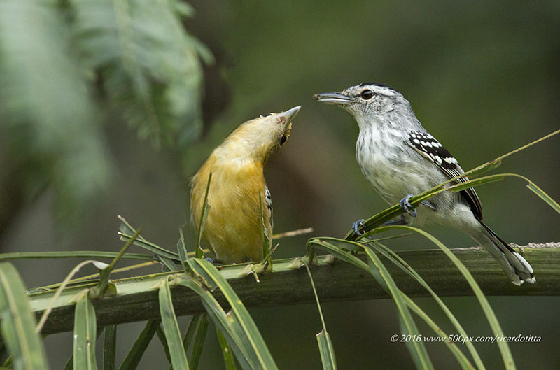 Canon EF 400mm F2.8L IS USM sample photo. Chorozinho de bico comprido -casal photography