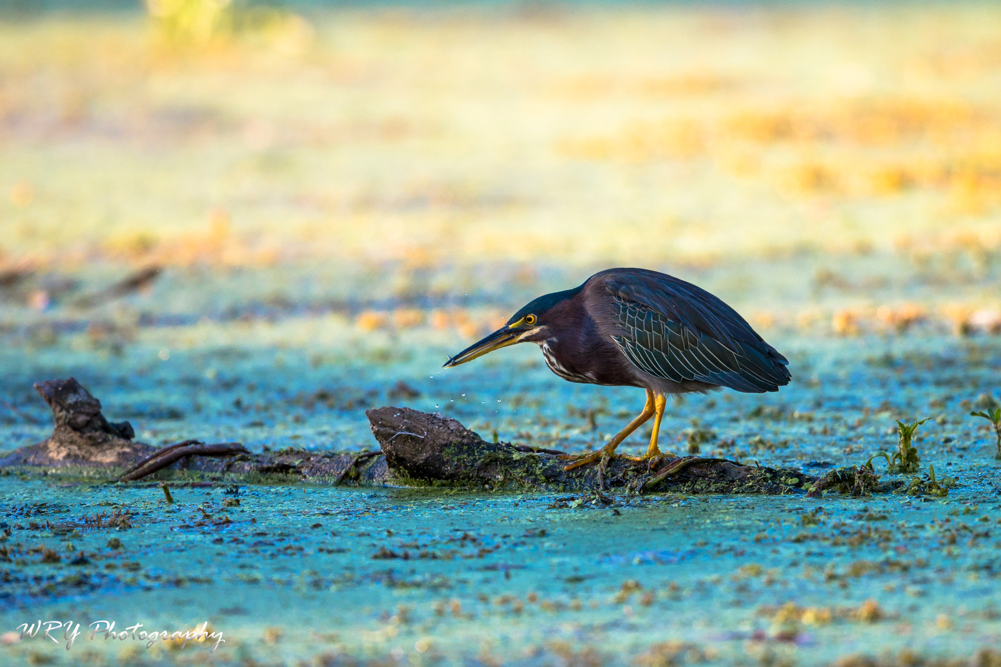 Nikon AF-S Nikkor 500mm F4E FL ED VR sample photo. Breakfast photography