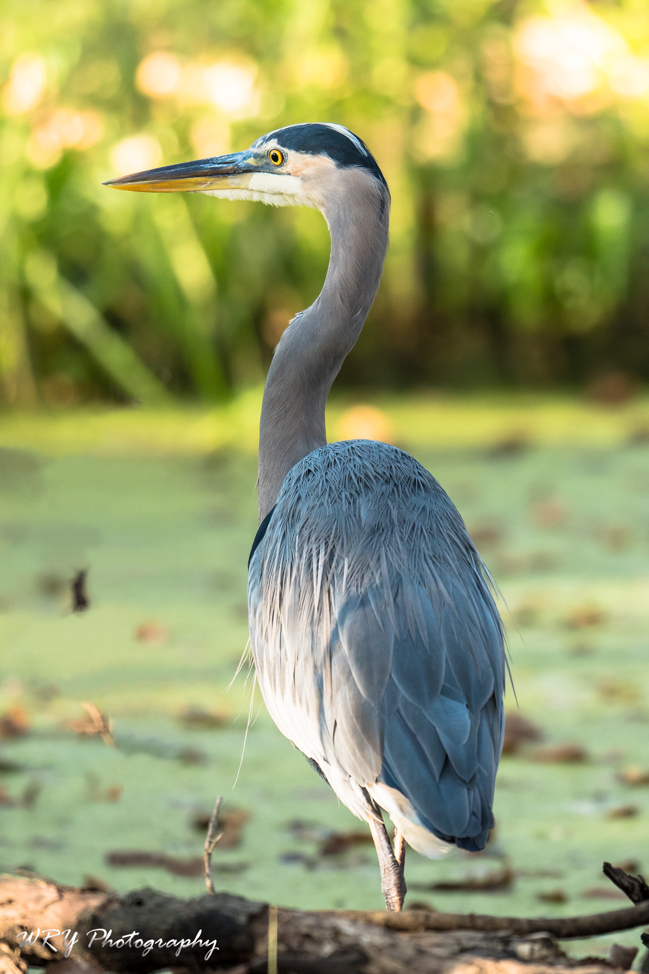 Nikon AF-S Nikkor 500mm F4E FL ED VR sample photo. Great blue heron photography