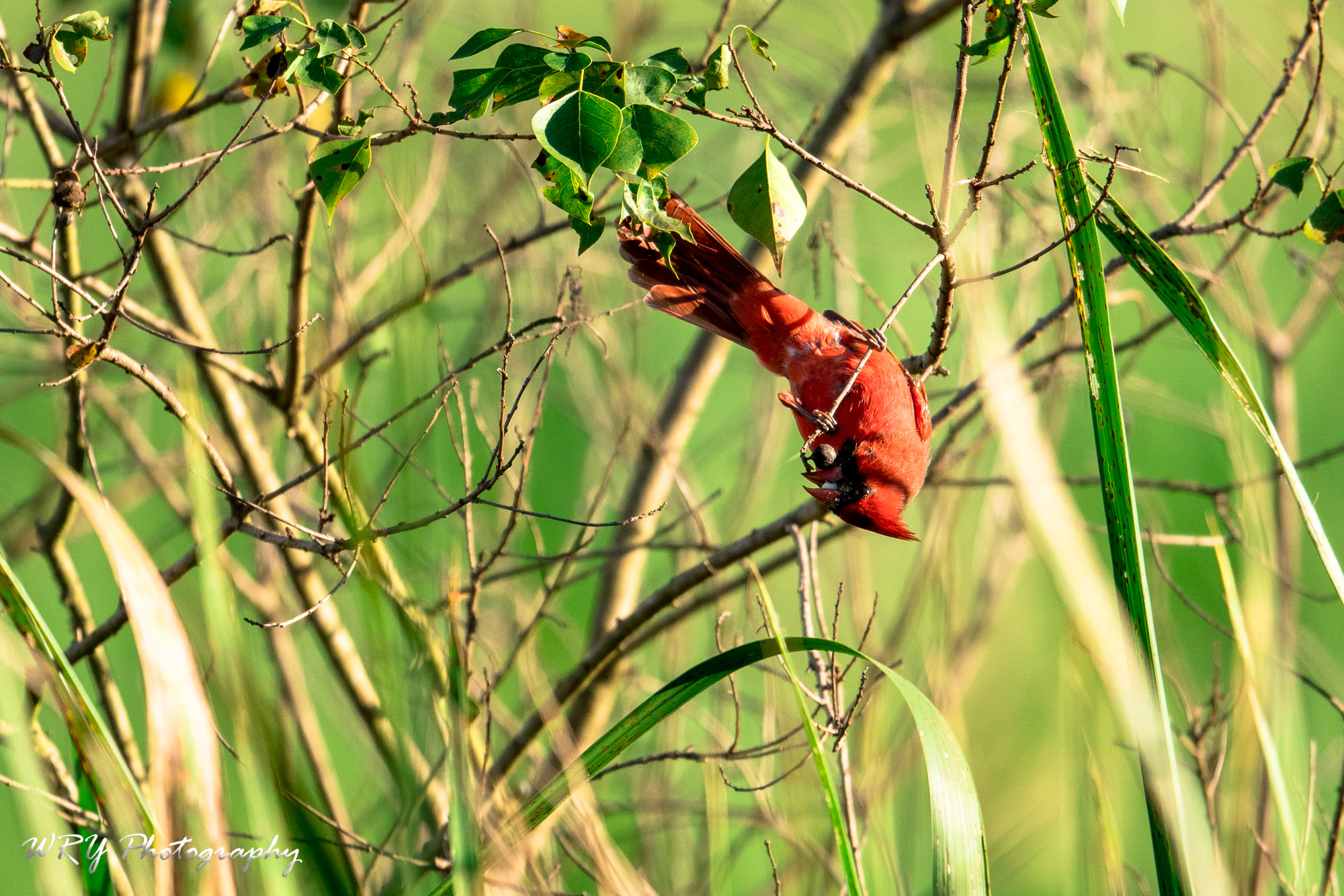 Nikon AF-S Nikkor 500mm F4E FL ED VR sample photo. Upside down snack photography