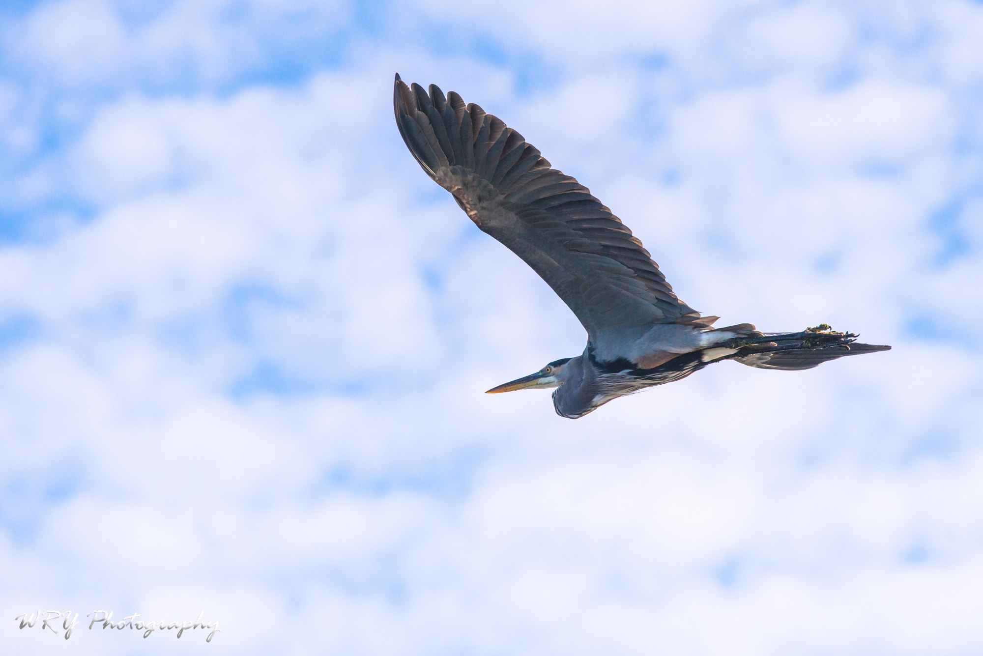 Nikon Nikkor AF-S 300mm F4E PF ED VR sample photo. Dsc photography