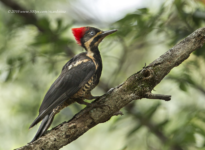Canon EF 400mm F2.8L IS USM sample photo. Pica pau de banda branca photography
