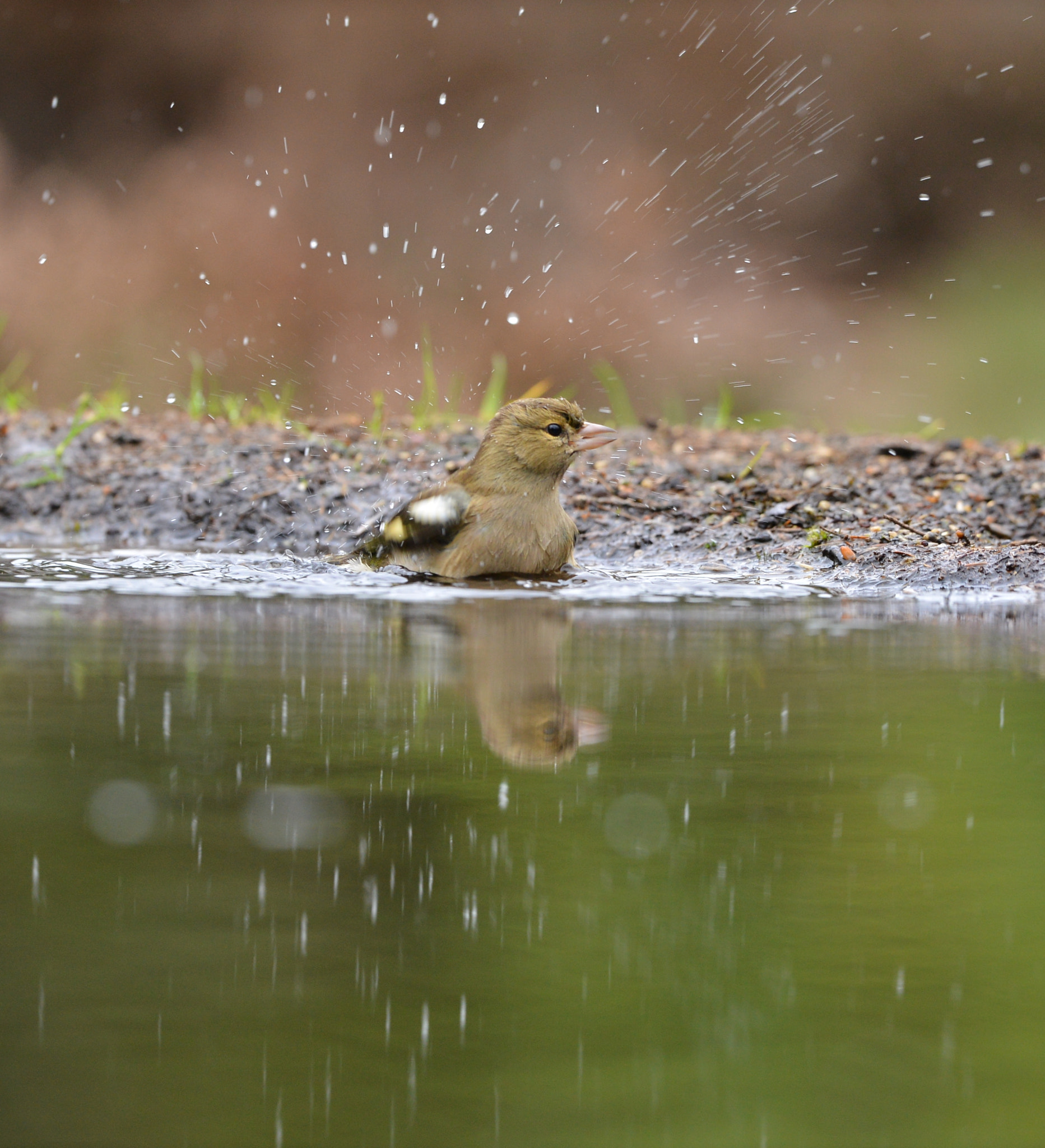 Nikon D600 + Nikon AF-S Nikkor 500mm F4G ED VR sample photo. Vink photography