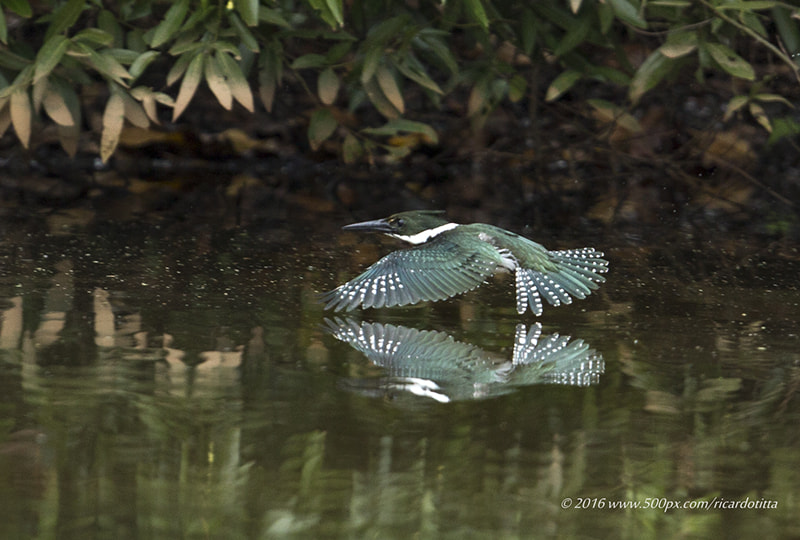 Canon EF 400mm F2.8L IS USM sample photo. Martim pescador verde photography
