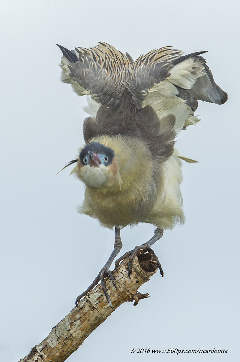 Canon EF 400mm F2.8L IS USM sample photo. Maria faceira photography