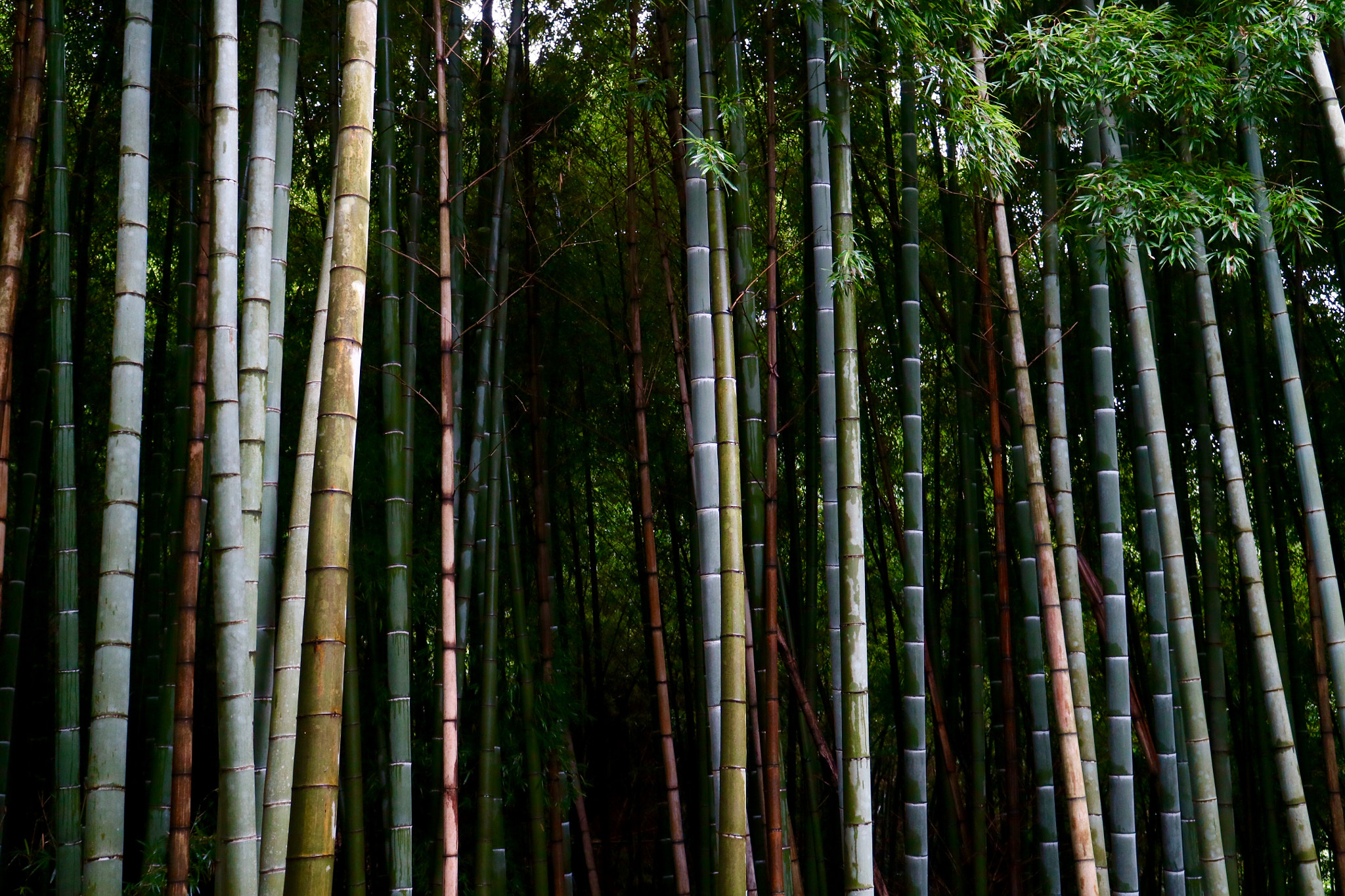 Canon EF-M 18-55mm F3.5-5.6 IS STM sample photo. Bamboo forest photography