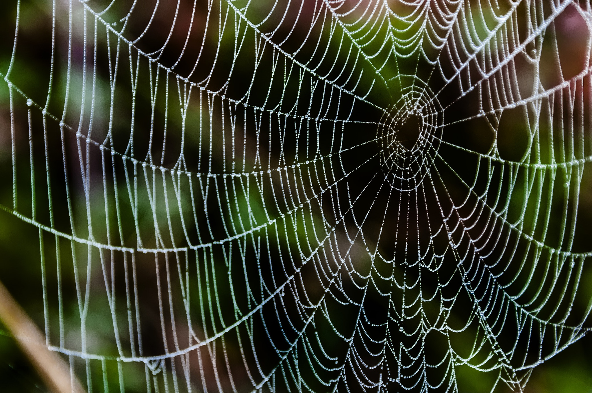 Sigma 18-200mm F3.5-6.3 DC OS HSM sample photo. Telaraña con el rocío de la mañana. photography