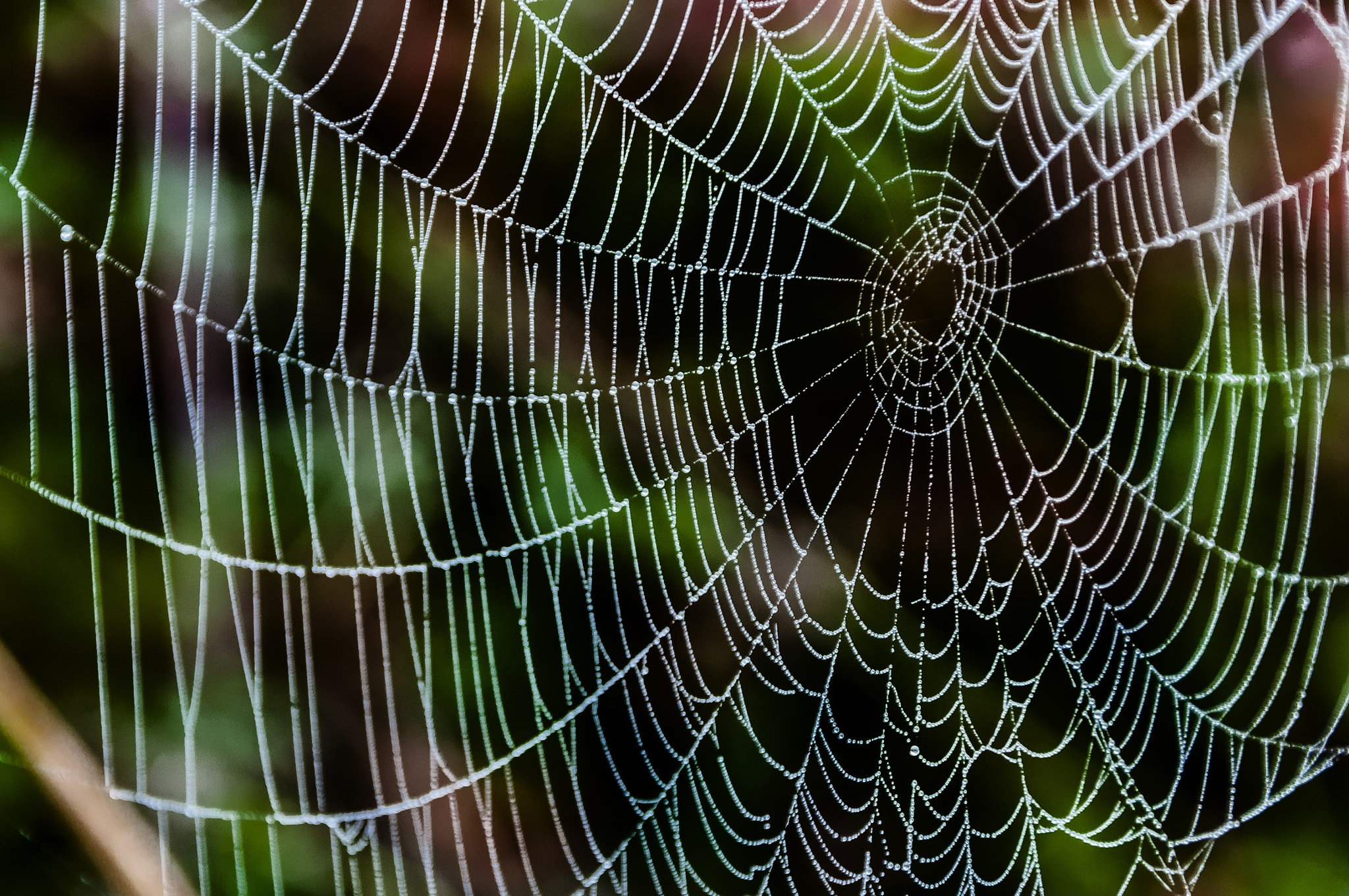 Nikon D300S sample photo. Telaraña con el rocío de la mañana. photography