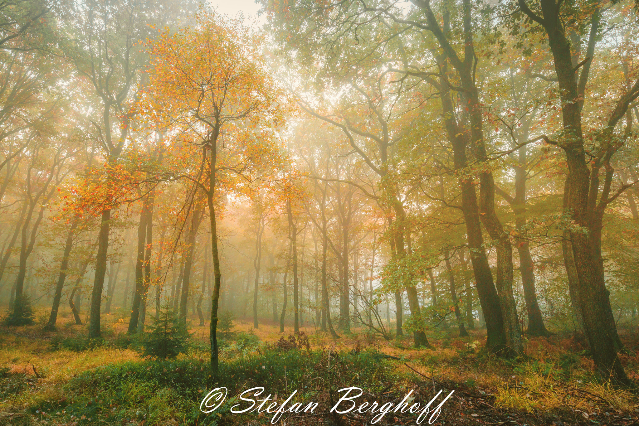 Canon EOS M3 + Canon EF-M 11-22mm F4-5.6 IS STM sample photo. October forest photography