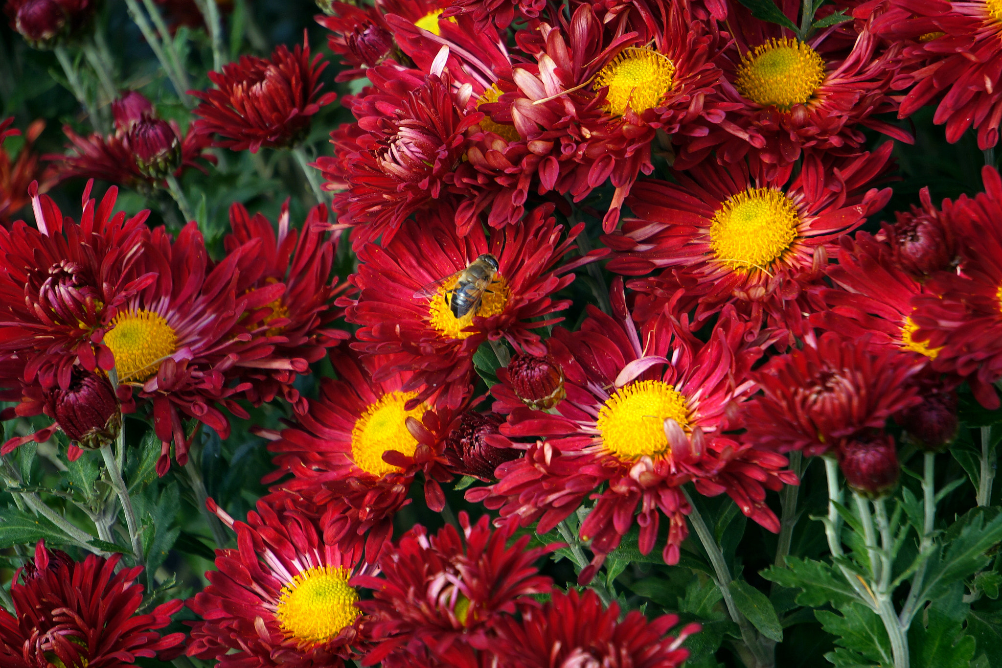 Sony E 55-210mm F4.5-6.3 OSS sample photo. Chrysanthemus photography