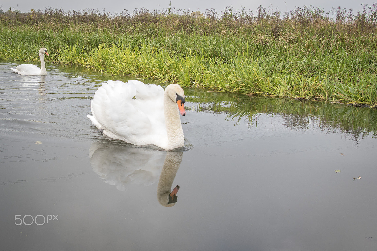 Nikon D5500 sample photo. Kanu herbsttour auf der spree - schwan photography