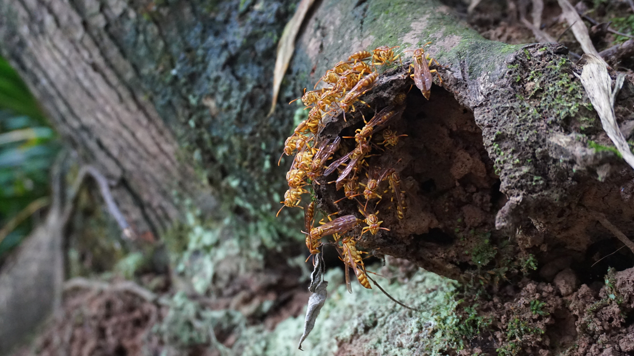 Sony E 16-50mm F3.5-5.6 PZ OSS sample photo. 土蜂 photography