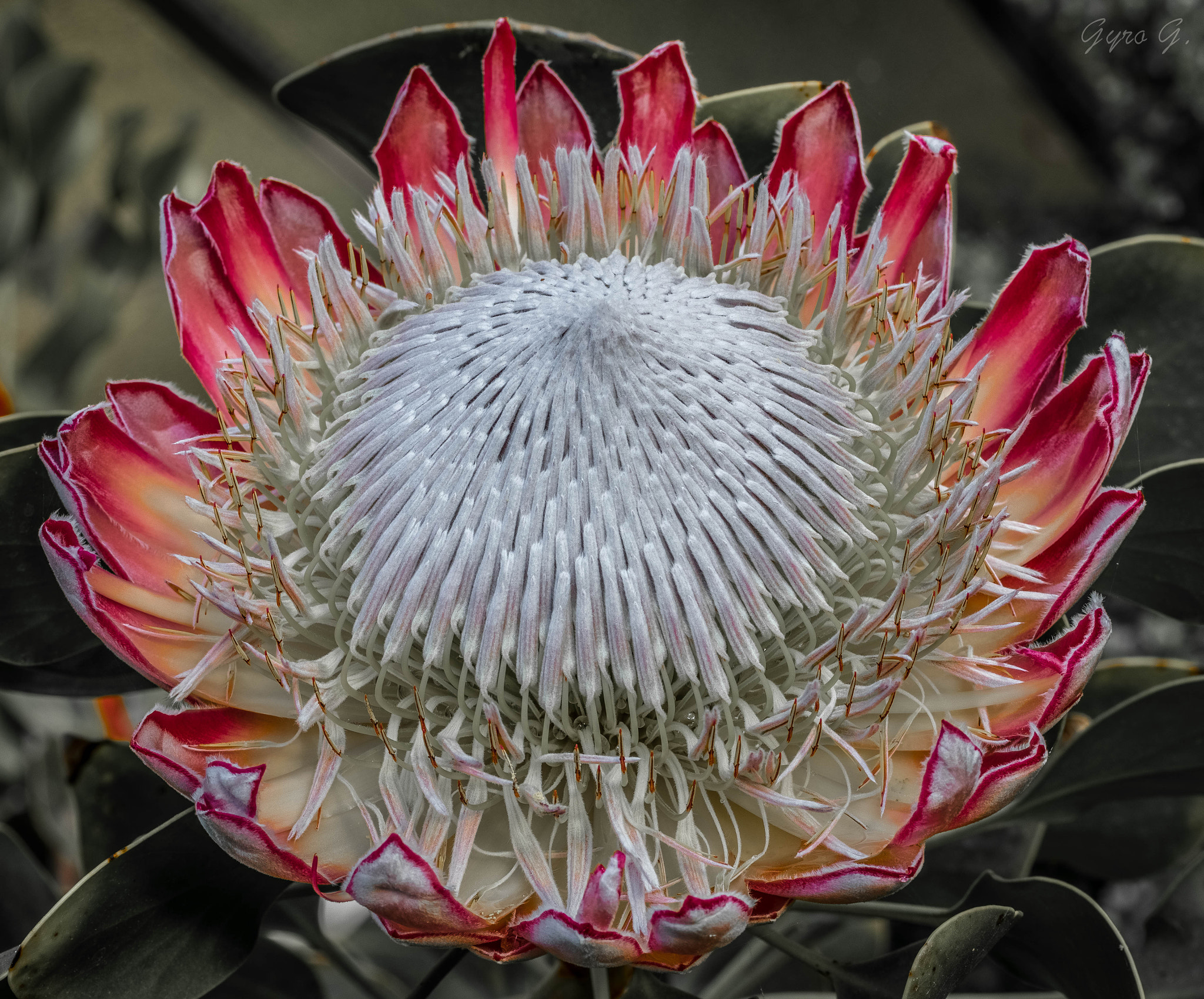 Canon EF-S 60mm F2.8 Macro USM sample photo. Huge photography