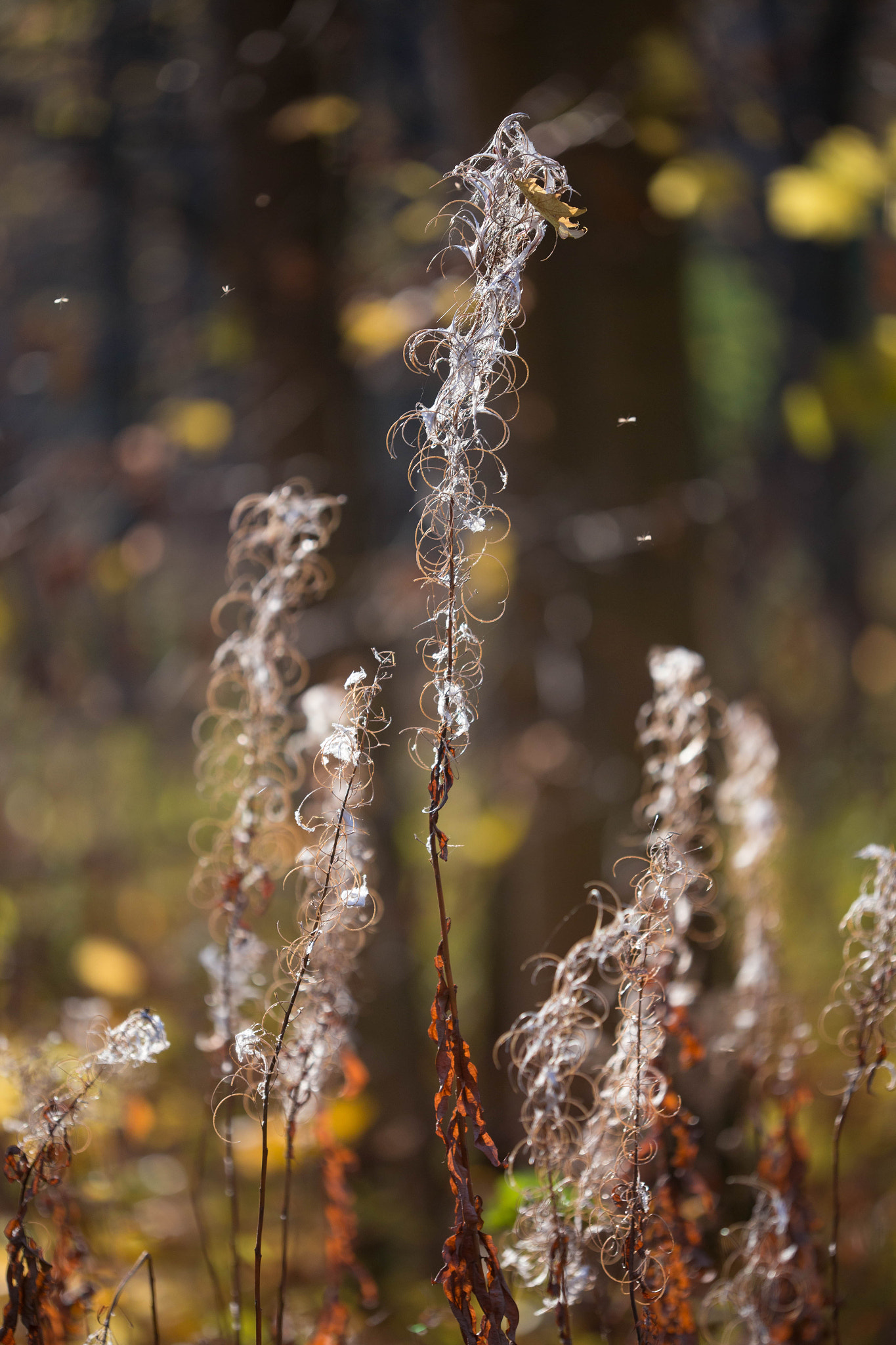 Canon EF 180mm F3.5L Macro USM sample photo. Img photography