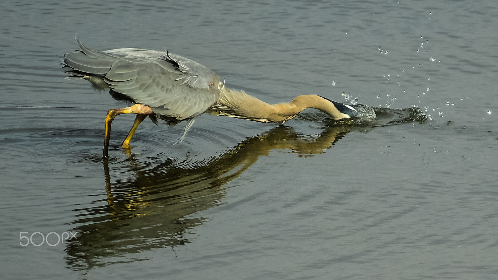 Nikon D5 sample photo. Dinner! photography