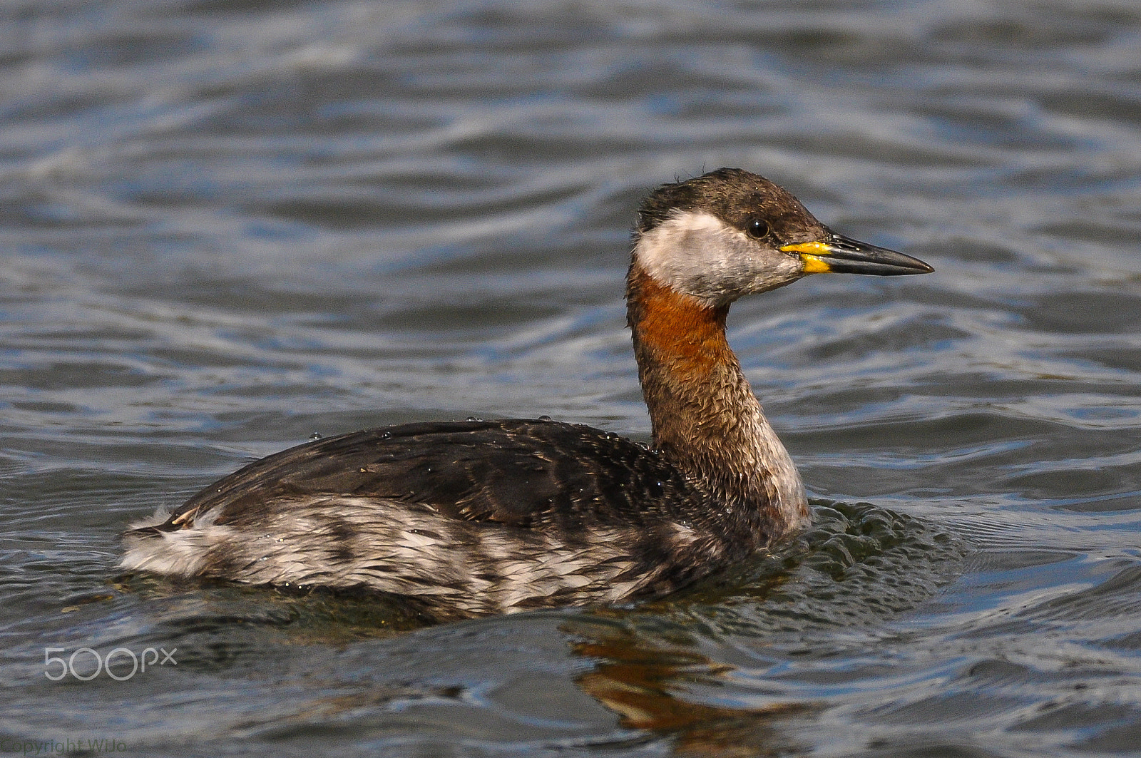 Sigma 150-600mm F5-6.3 DG OS HSM | C sample photo. Red-necked grebe / roodhalsfuut photography