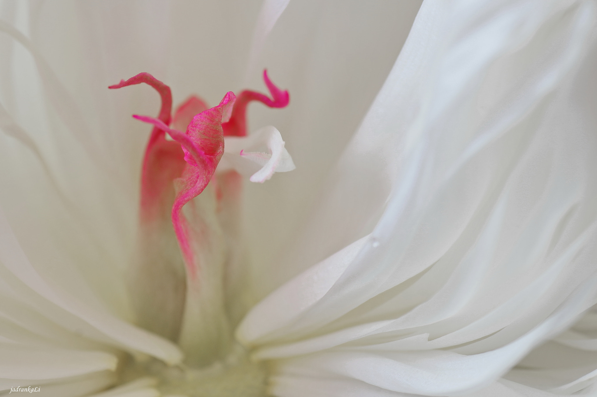 Pentax K-3 + Tamron SP AF 90mm F2.8 Di Macro sample photo. Lady in white ix ;) photography