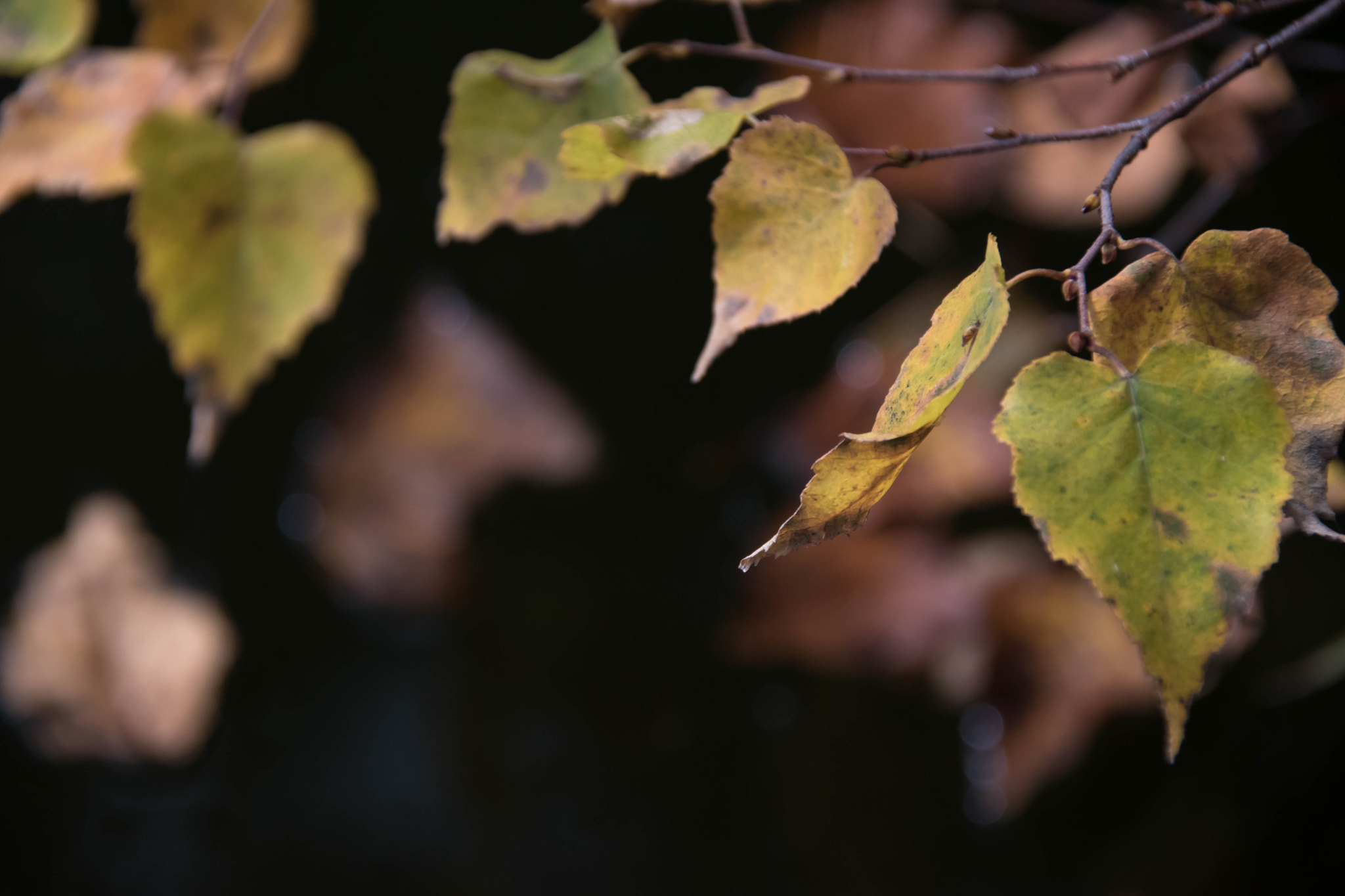 Nikon D5500 sample photo. Autumn dark photography