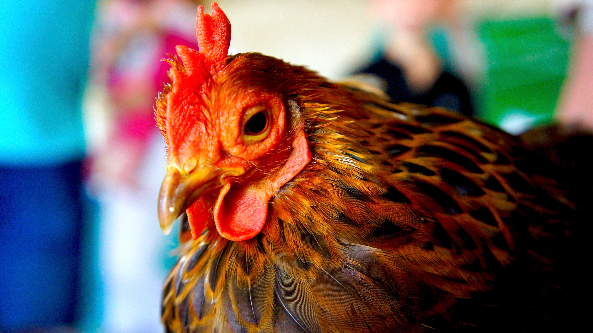 Sony E 18-55mm F3.5-5.6 OSS sample photo. The hen... photography