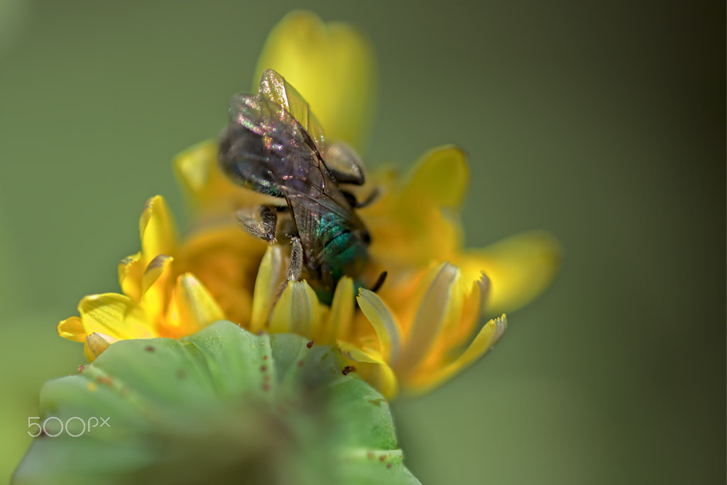 Canon MP-E 65mm F2.5 1-5x Macro Photo sample photo. Procurando algo photography