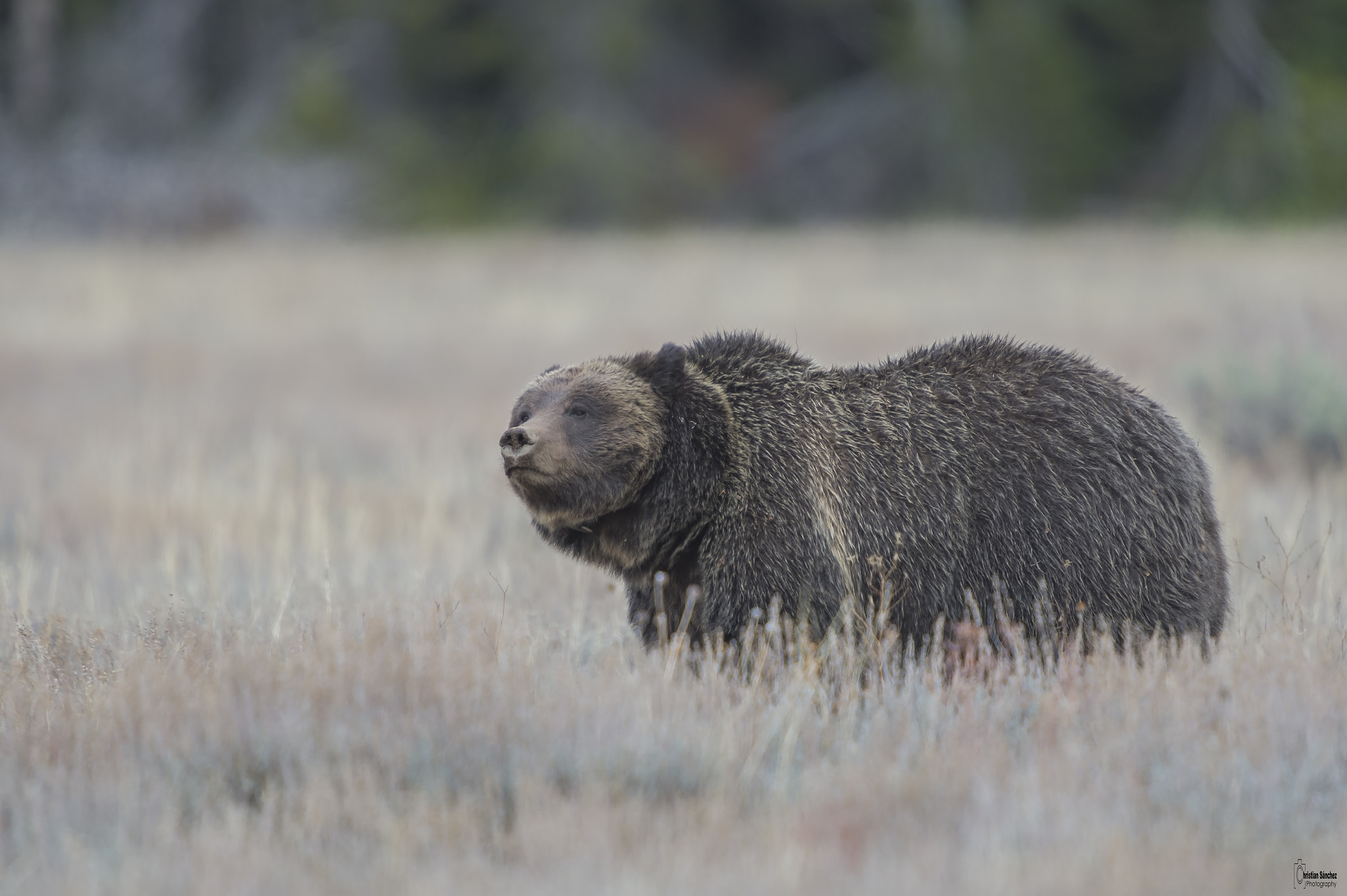 Nikon D4 + Nikon AF-S Nikkor 600mm F4G ED VR sample photo. Grizzly bear  oso grizzly  (ursus arctos horribili photography