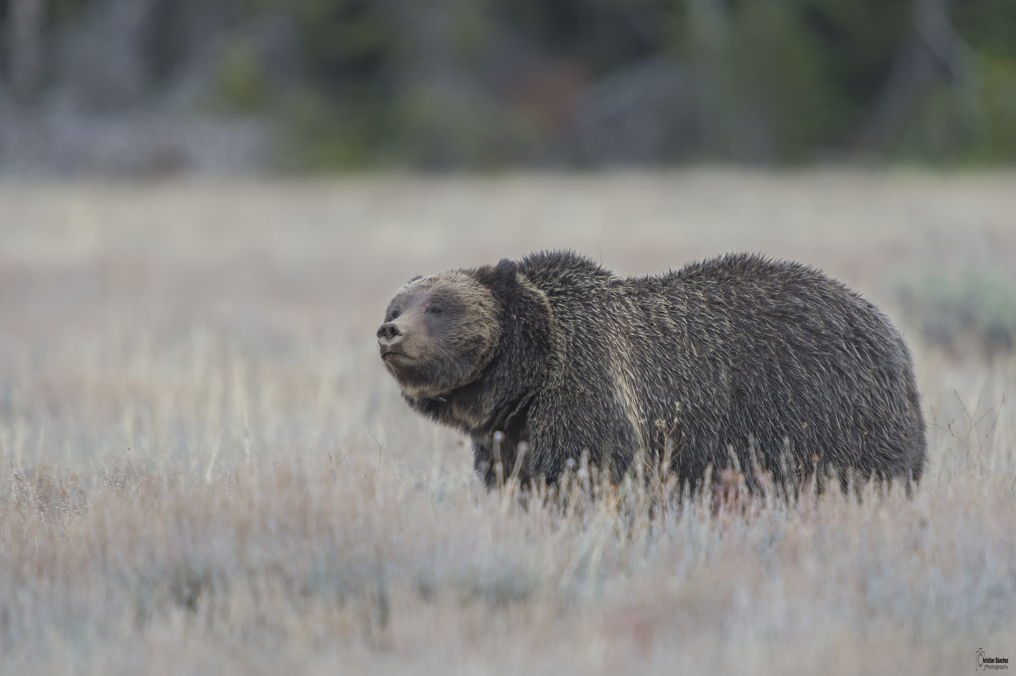 Nikon D4 sample photo. Grizzly bear  oso grizzly  (ursus arctos horribili photography