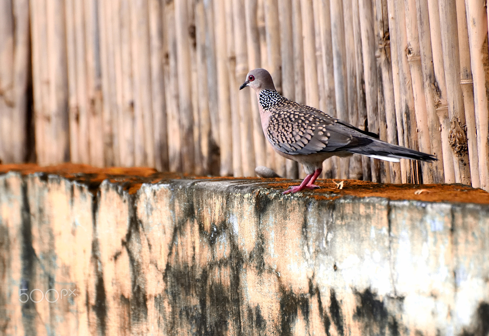 AF Zoom-Nikkor 35-80mm f/4-5.6D N + 2x sample photo. Spotted dove photography