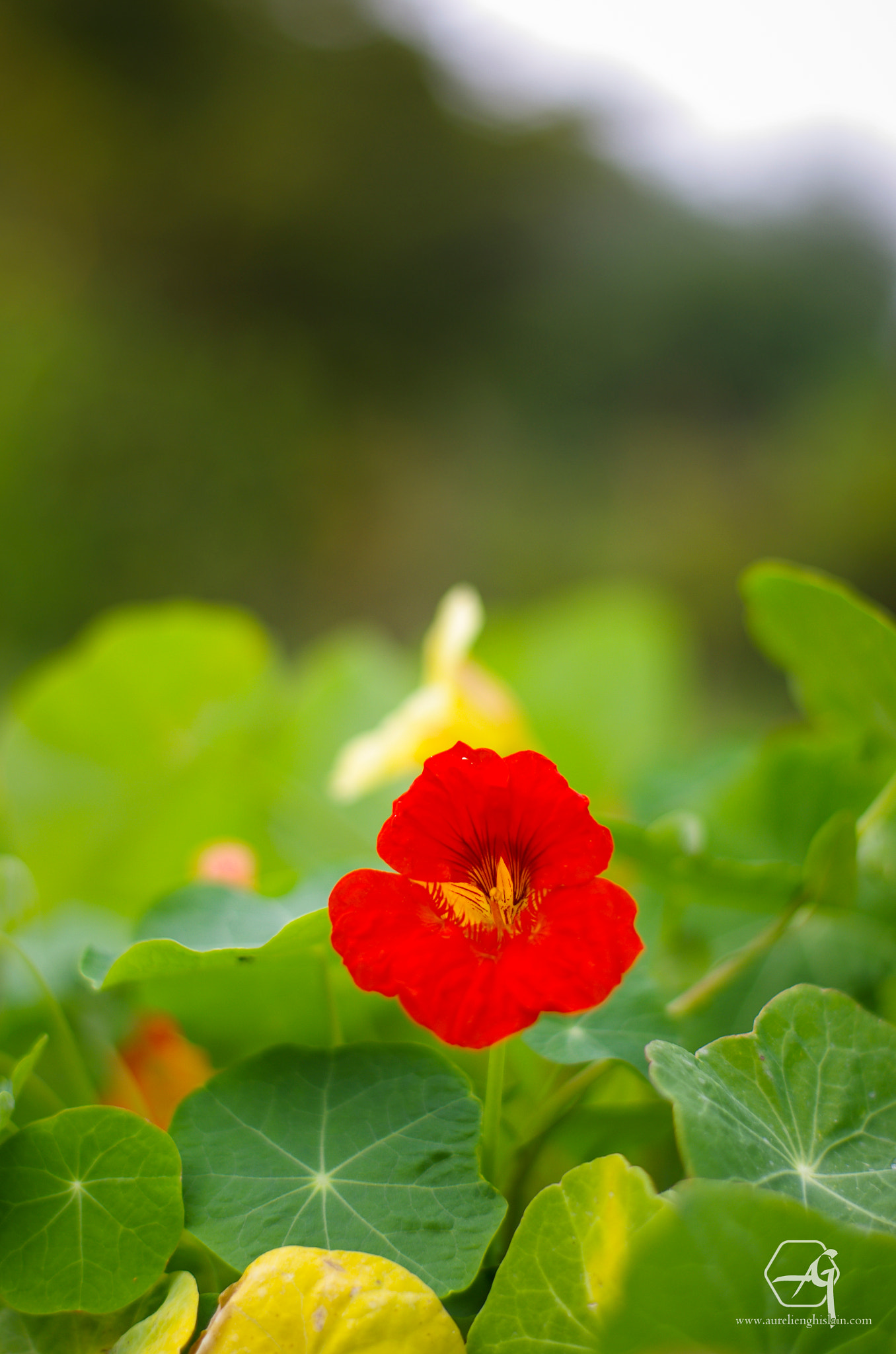 Pentax K-5 + Pentax smc FA 50mm F1.4 sample photo. La fleur de grande capucine, tropaeolum majus photography