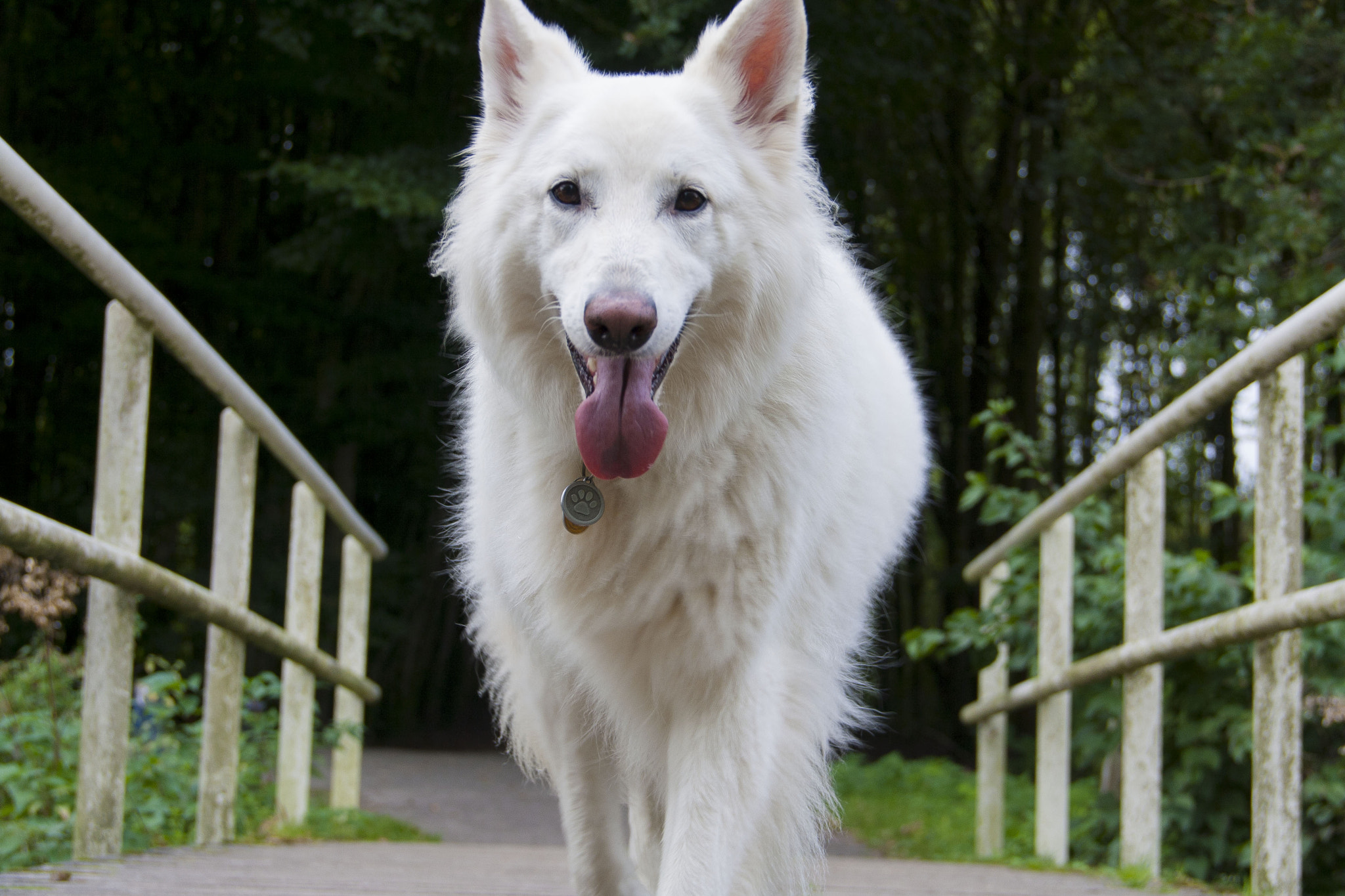 Canon EOS 1000D (EOS Digital Rebel XS / EOS Kiss F) sample photo. Swiss shepherd photography