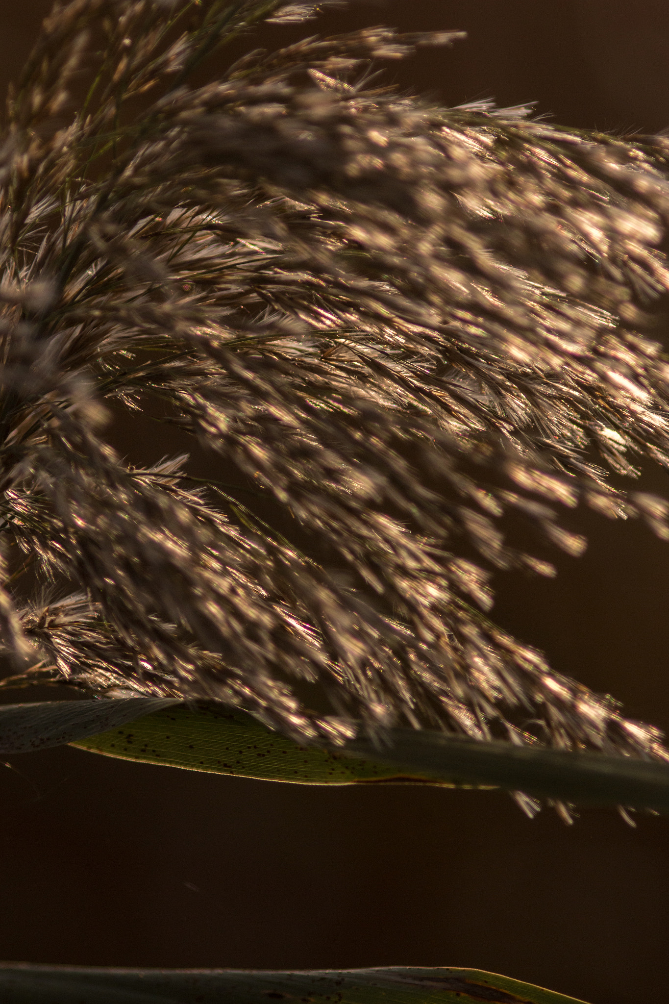 Canon EF 200mm f/2.8L II + 2x sample photo. Golden grain series ii photography