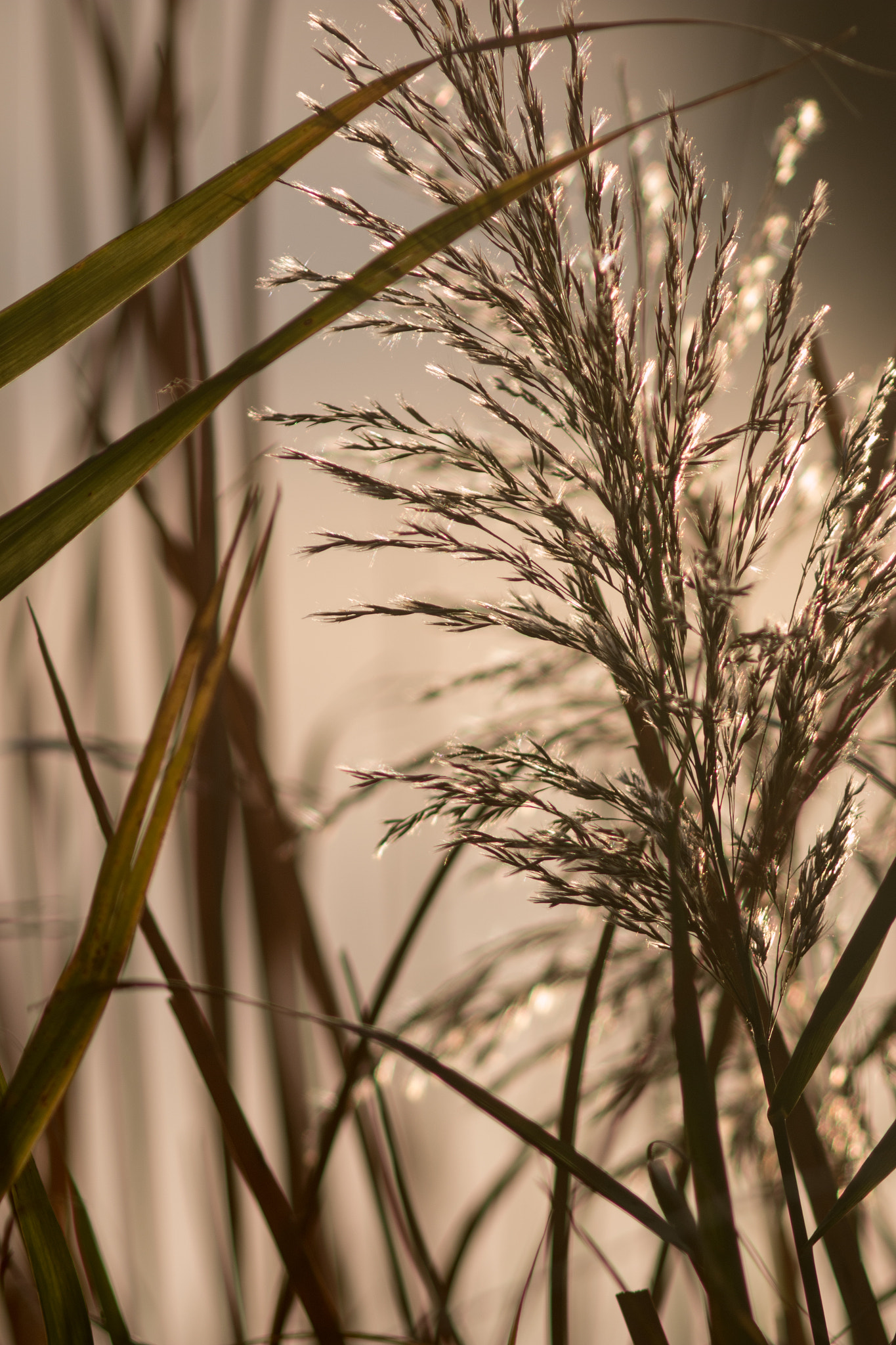Canon EF 200mm f/2.8L II + 2x sample photo. Golden grain series i photography