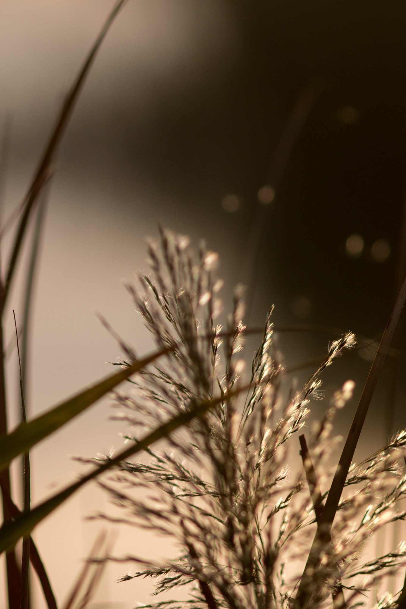 Canon EF 200mm f/2.8L II + 2x sample photo. Golden grain series iv photography