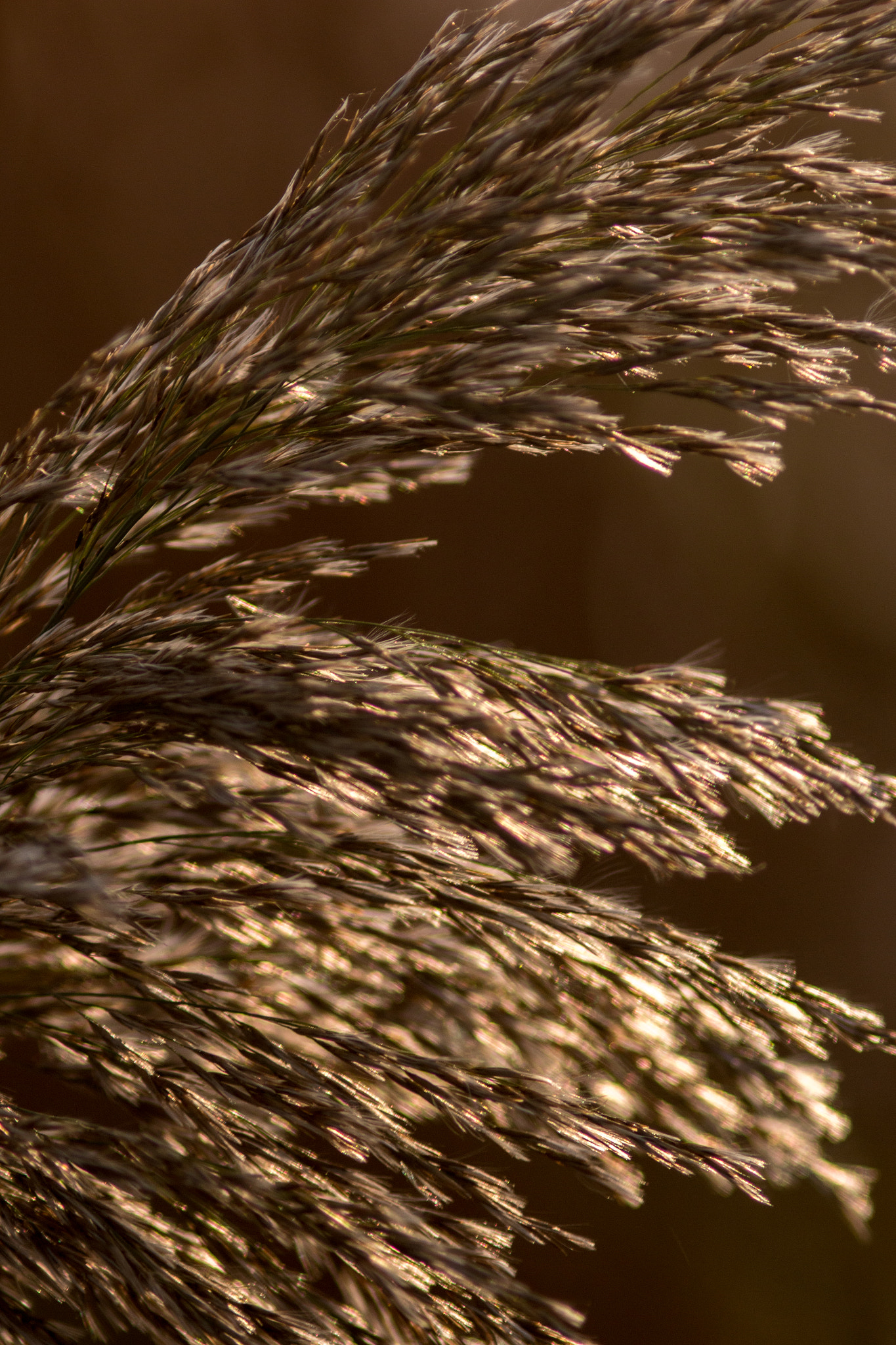 Canon EF 200mm f/2.8L II + 2x sample photo. Golden grain series iii photography