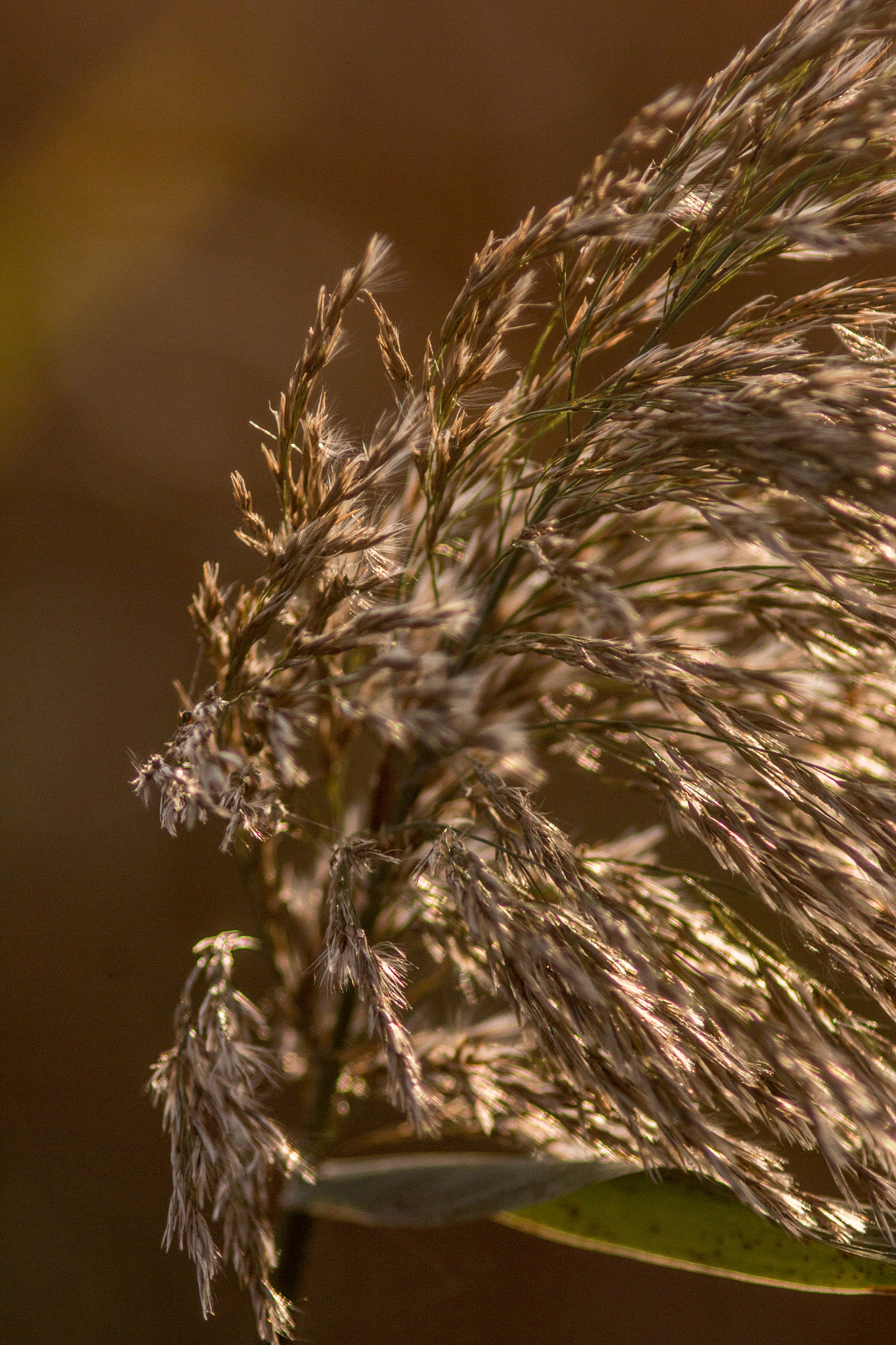 Canon EF 200mm f/2.8L II + 2x sample photo. Golden grain series v photography
