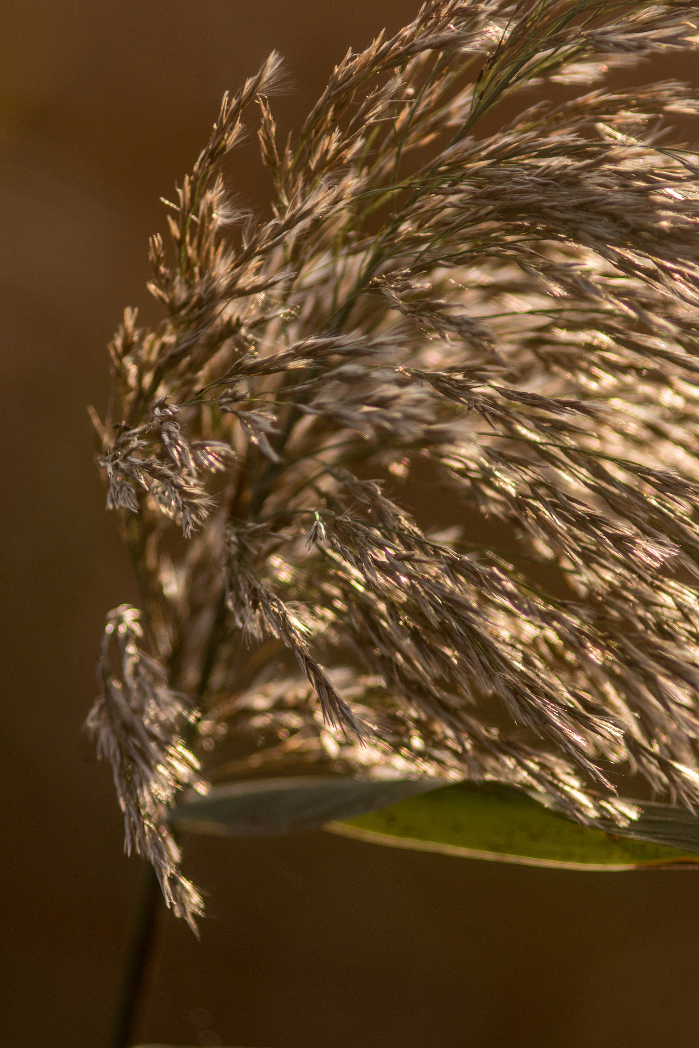 Canon EF 200mm f/2.8L II + 2x sample photo. Golden grain series vi photography