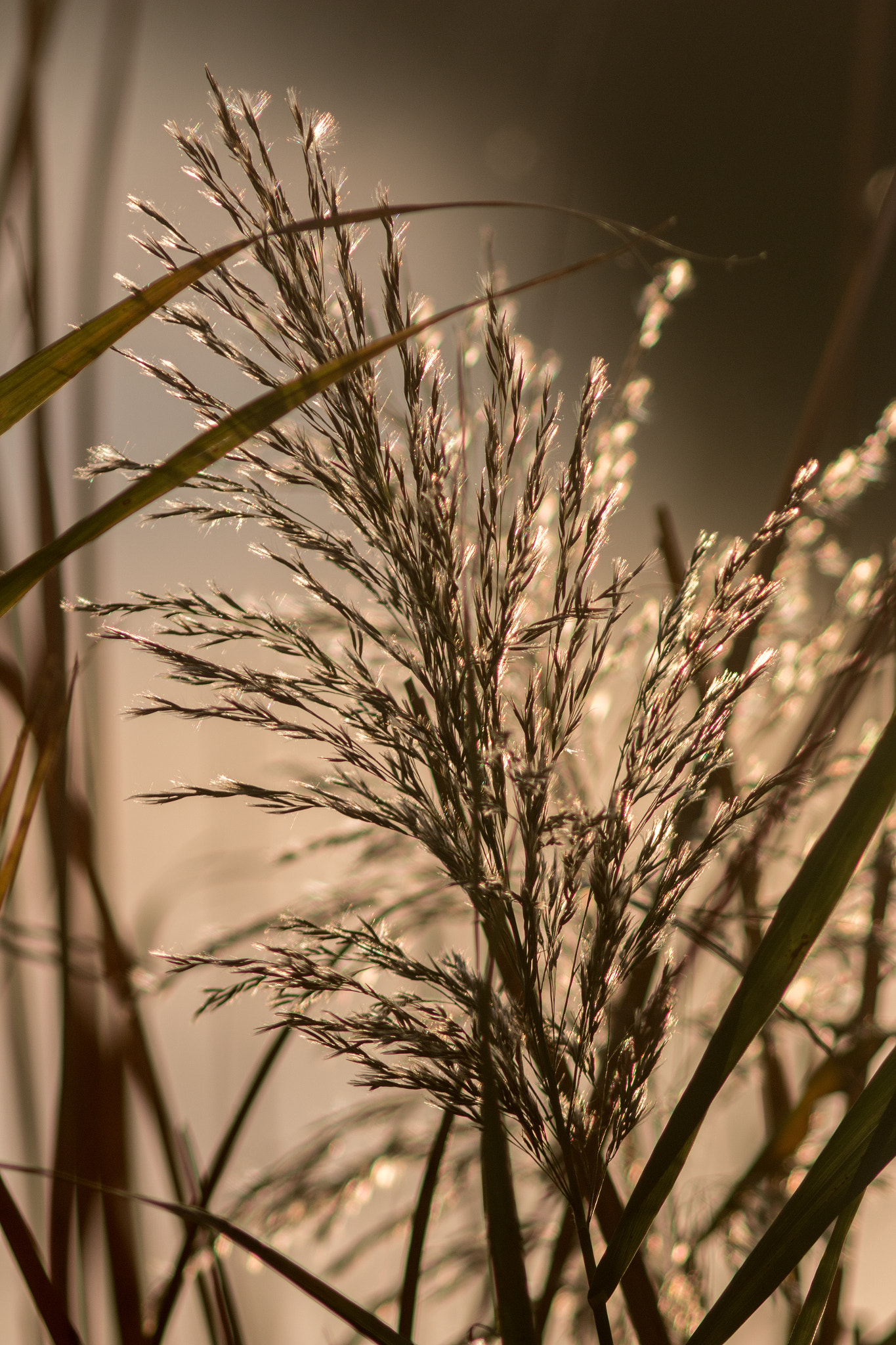 Canon EF 200mm f/2.8L II + 2x sample photo. Golden grain series vii photography