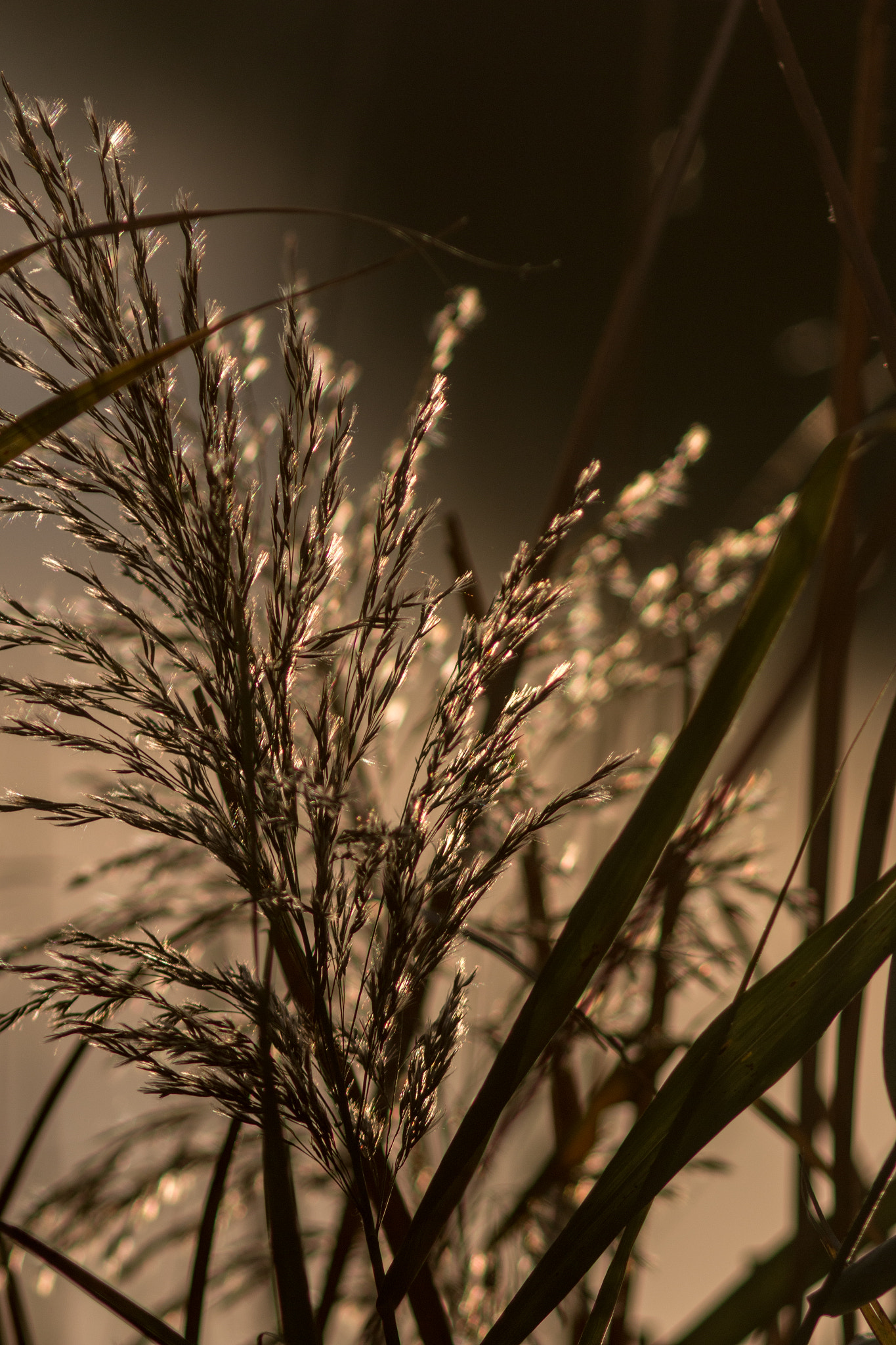 Canon EF 200mm f/2.8L II + 2x sample photo. Golden grain series viii photography