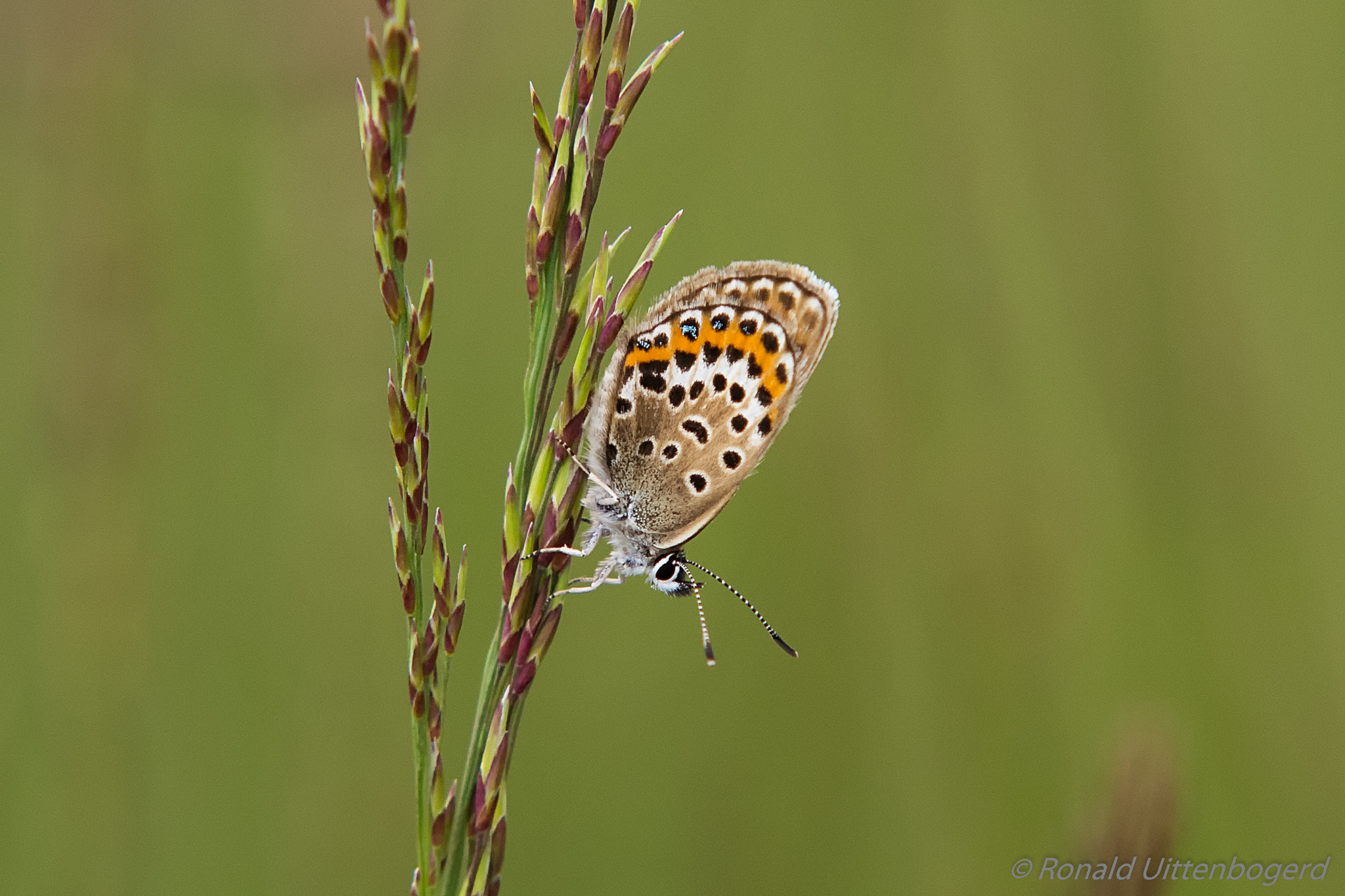 Sigma 70-200mm F2.8 EX DG Macro HSM II sample photo. Silver-studded blue photography